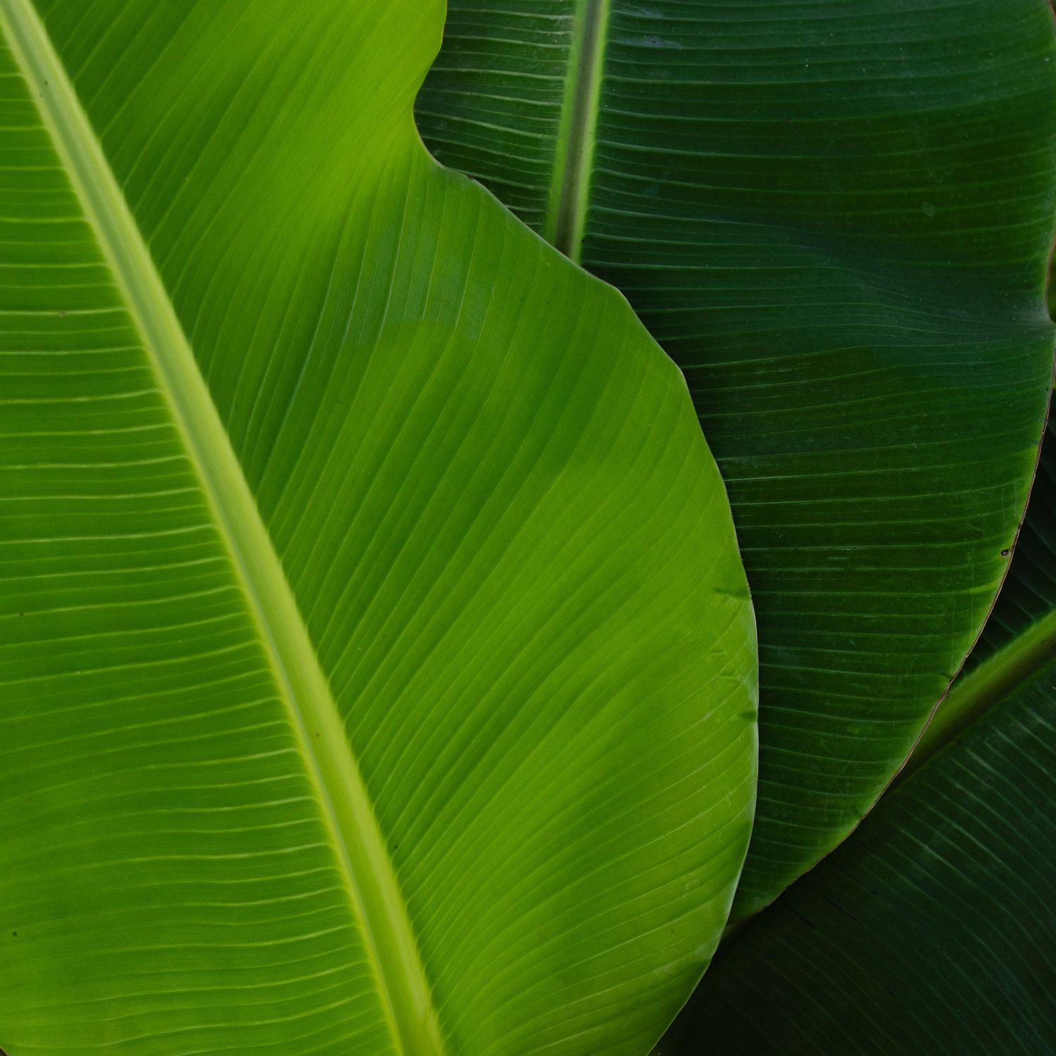 Close-up of vibrant green banana leaf showing detailed vein patterns and natural texture.