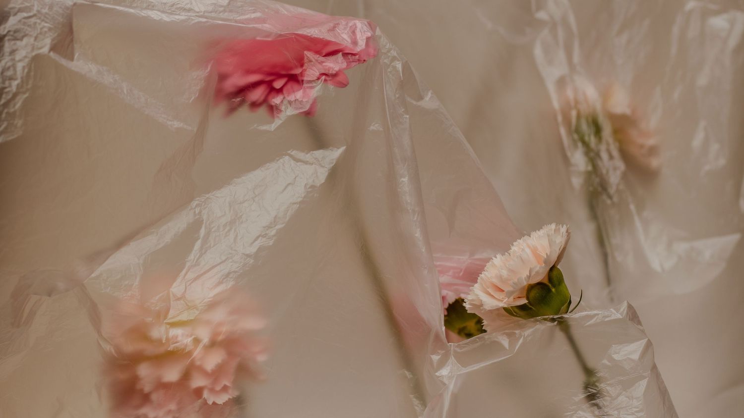 Pink and peach flowers floating behind translucent white fabric in soft lighting.