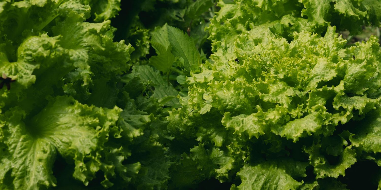 Fresh green lettuce leaves with ruffled edges filling the frame in a close-up view.