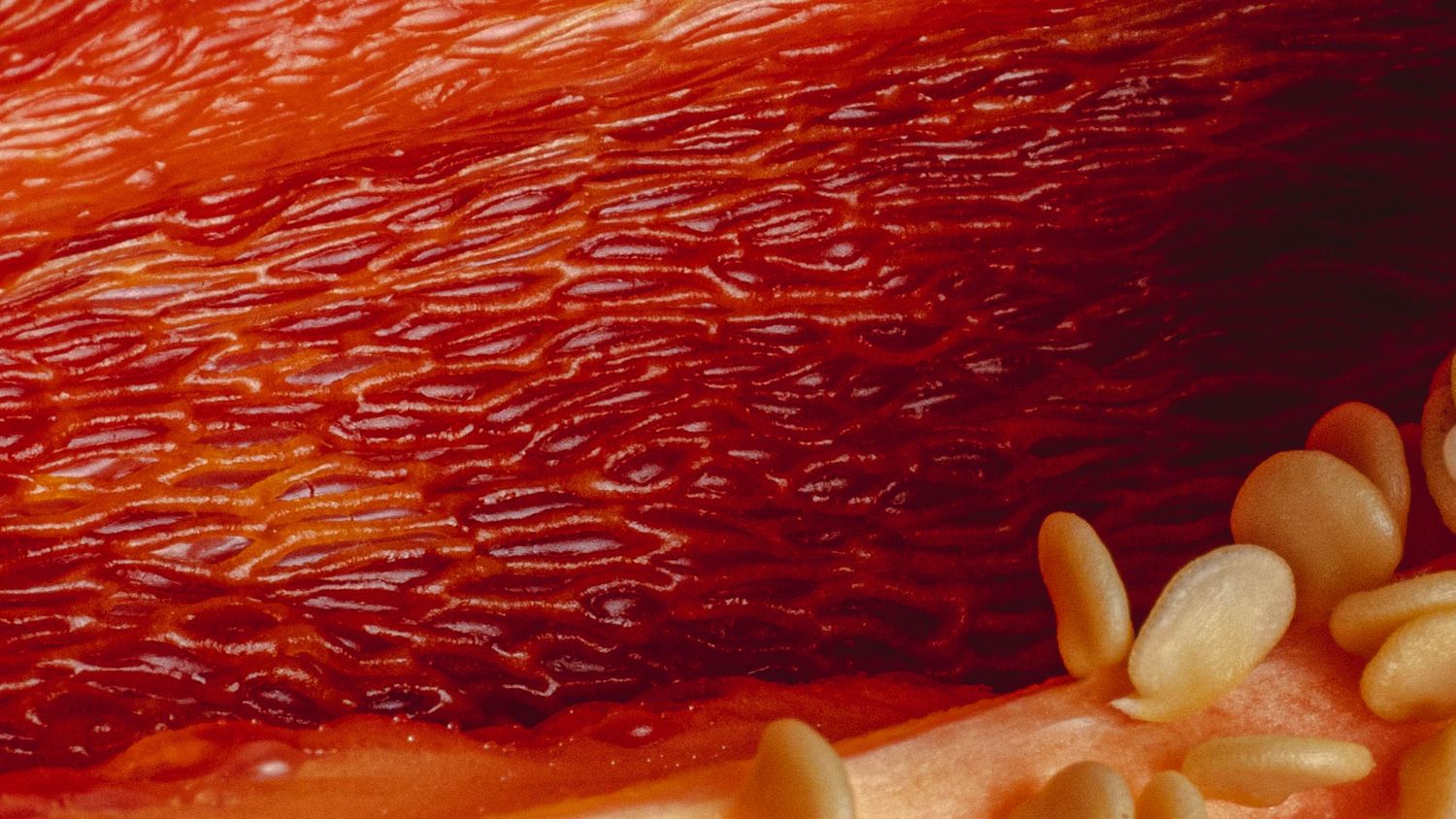 Extreme close up macro shot of red tomato flesh showing seeds and pulp texture.