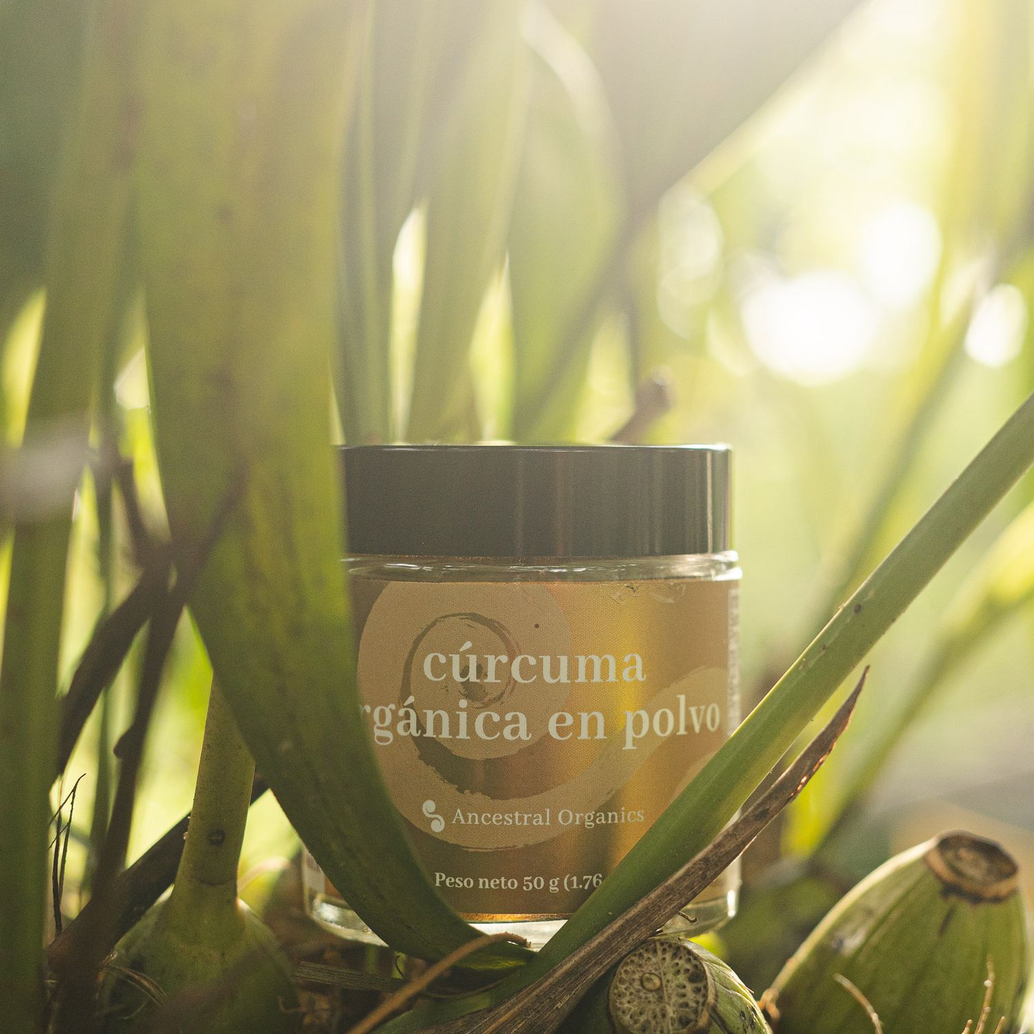 Jar of curcuma powder photographed in natural sunlight among green leaves.