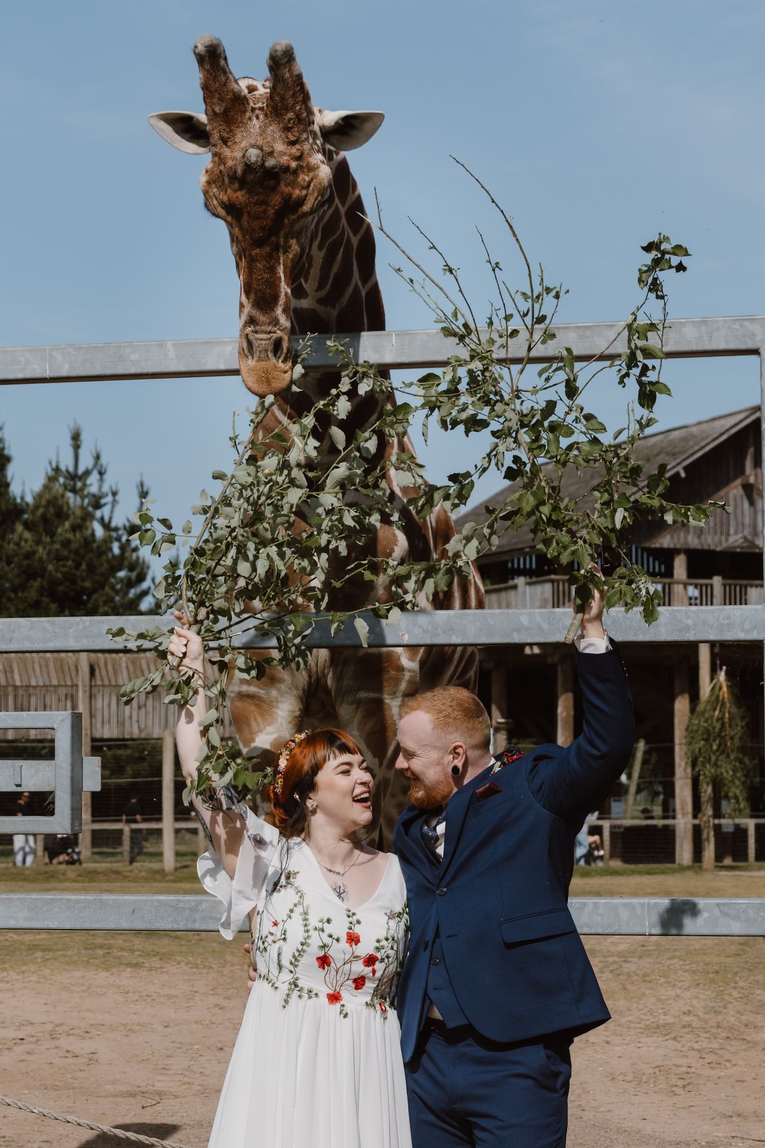 Bride and groom laugh while feeding a giraffe leafy branches at a zoo wedding venue under a blue sky.