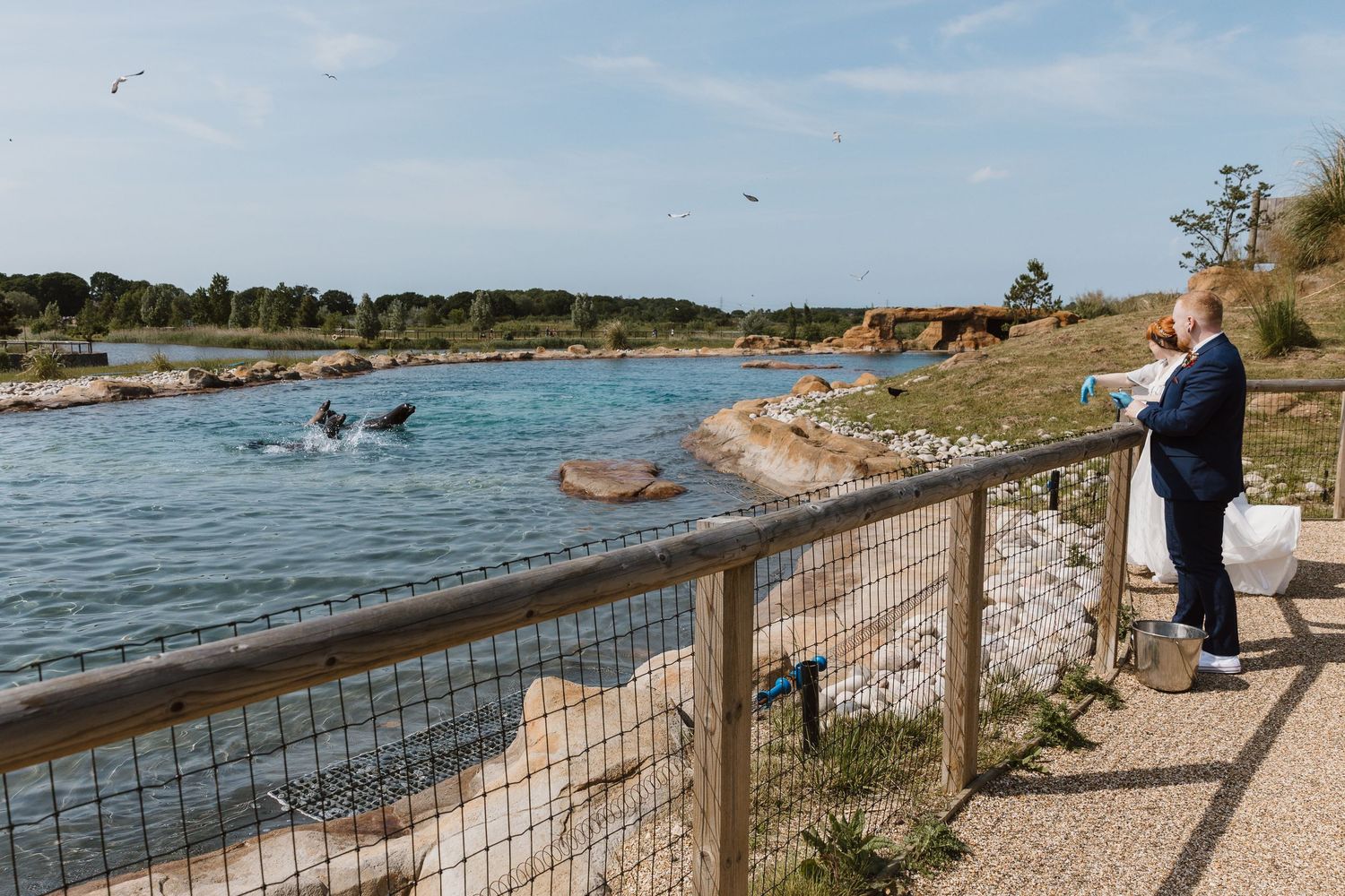 Couple in formal attire watching dolphins swim in a zoo habitat surrounded by rocky landscape.