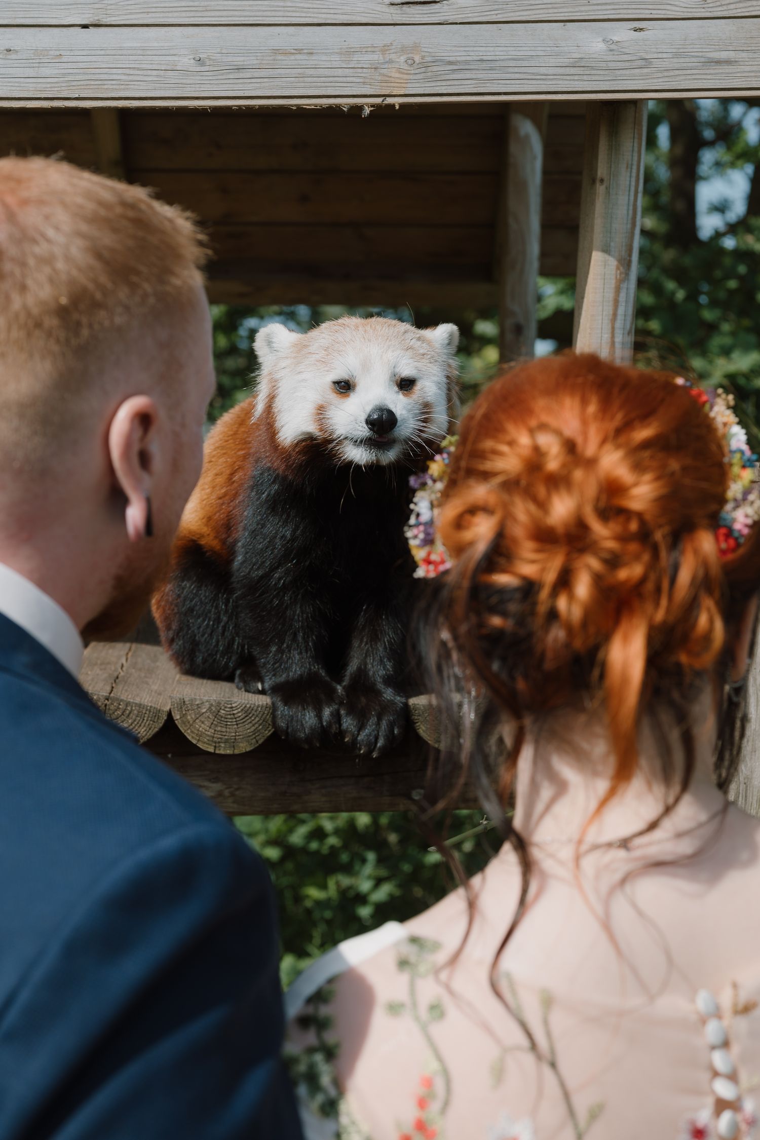 A couple in wedding attire admires a red panda perched on a wooden platform at a zoo encounter.