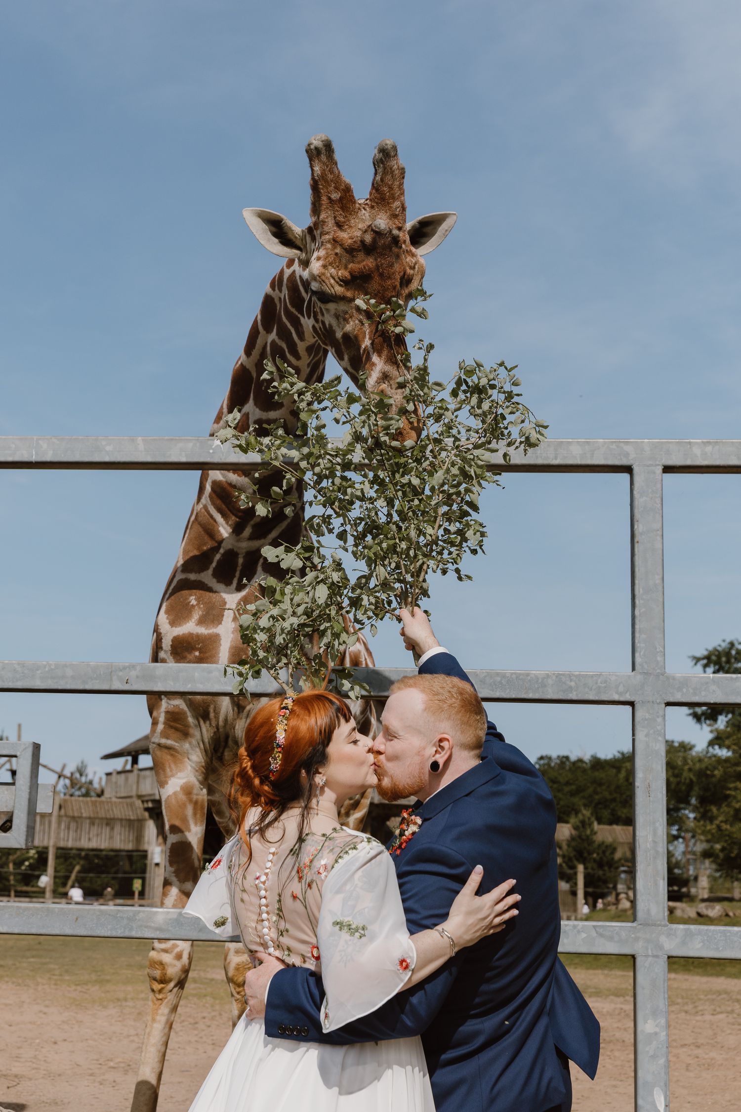 A couple shares a wedding kiss at a zoo while a giraffe eats leaves above them under a blue sky.