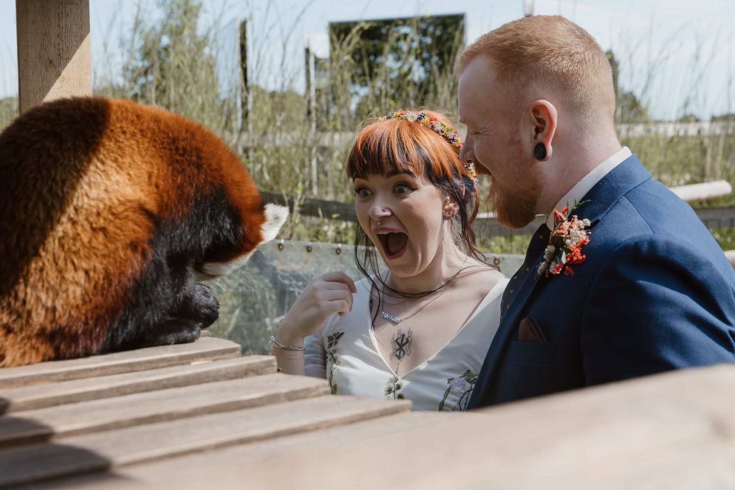 Bride and groom laugh in surprise as a red ruffed lemur reaches toward them during a unique zoo wedding celebration.