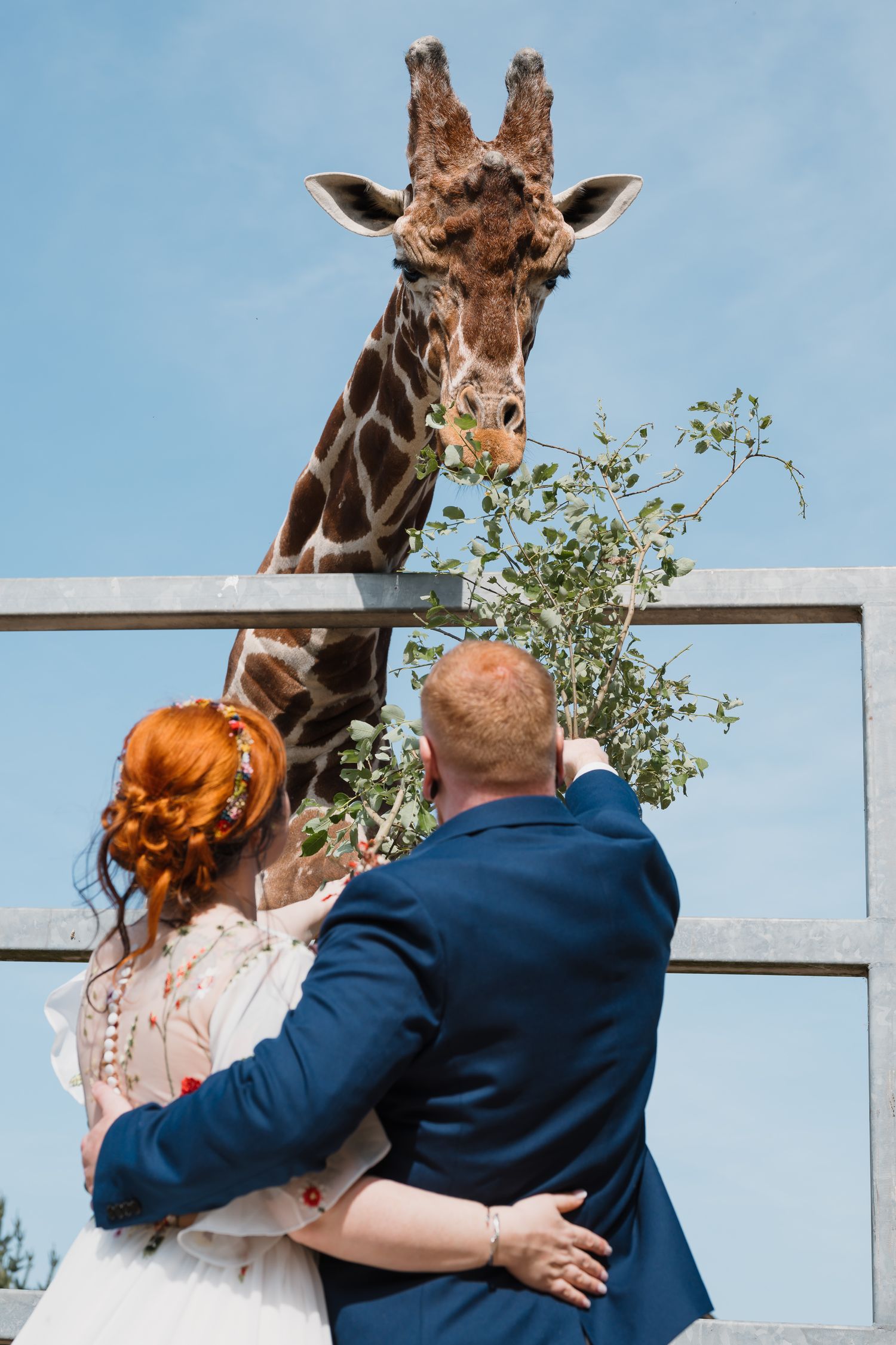 A newlywed couple in wedding attire feeding a giraffe at a zoo under a bright blue sky.