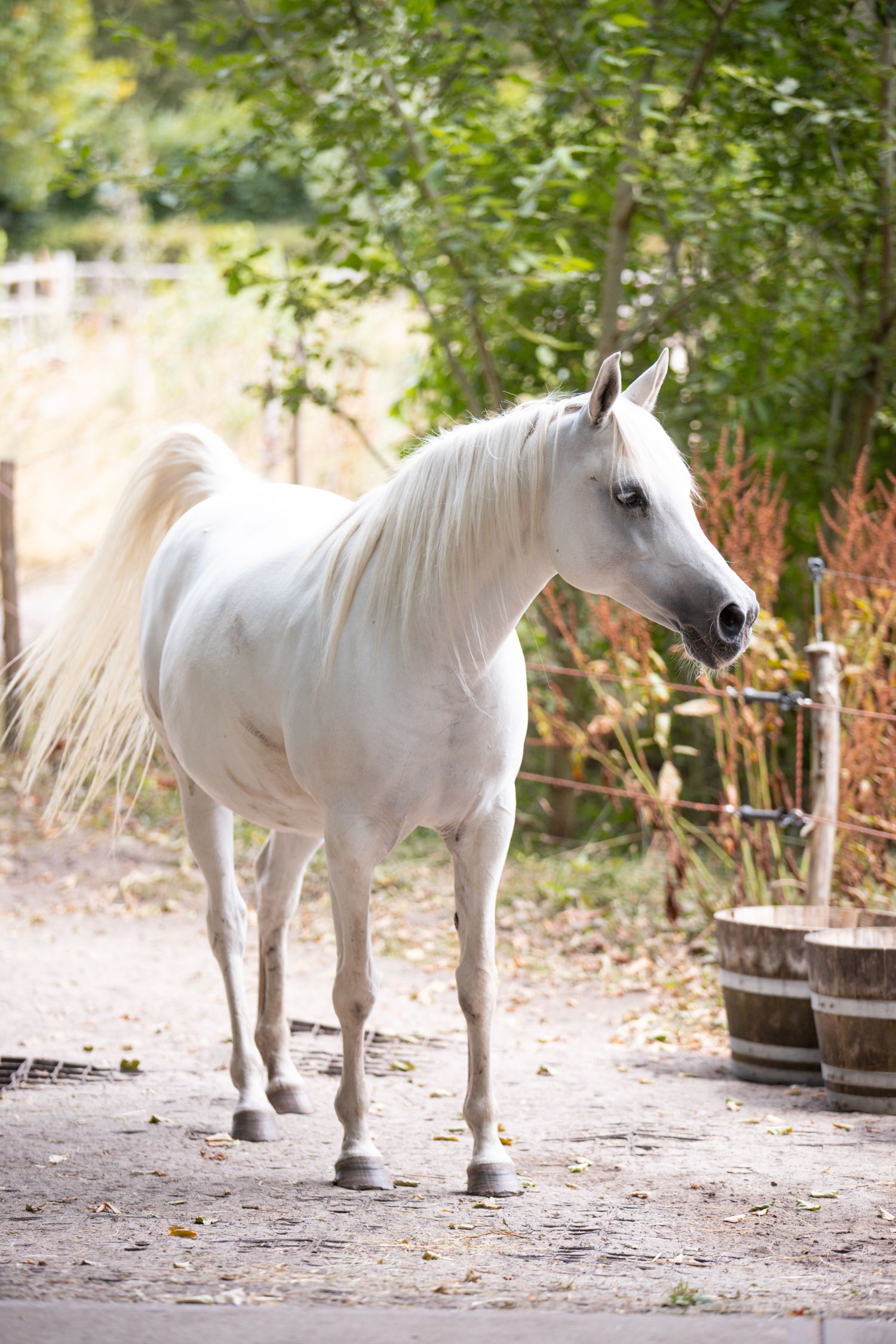A white Arabian horse stands gracefully on a gravel path surrounded by lush green trees and wooden barrels.