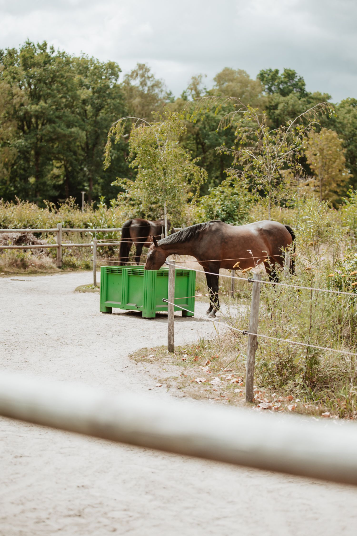A dark brown horse eating from green feeding bins behind a wire fence in a sandy paddock surrounded by trees.