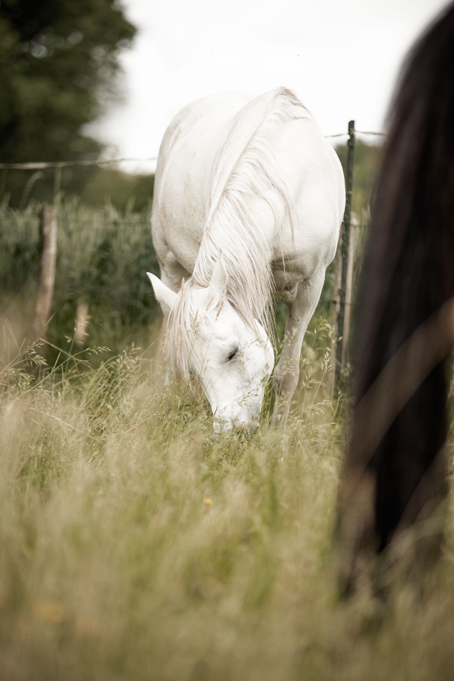 Madra grazing in lush green pasture with a fence and trees in the background.