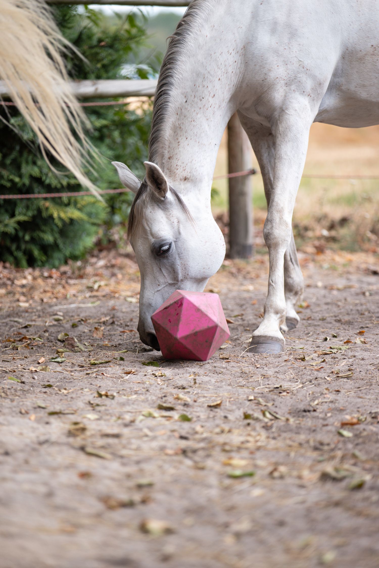 White horse sniffing a pink geometric ball toy on sandy ground near wooden fence and green trees.