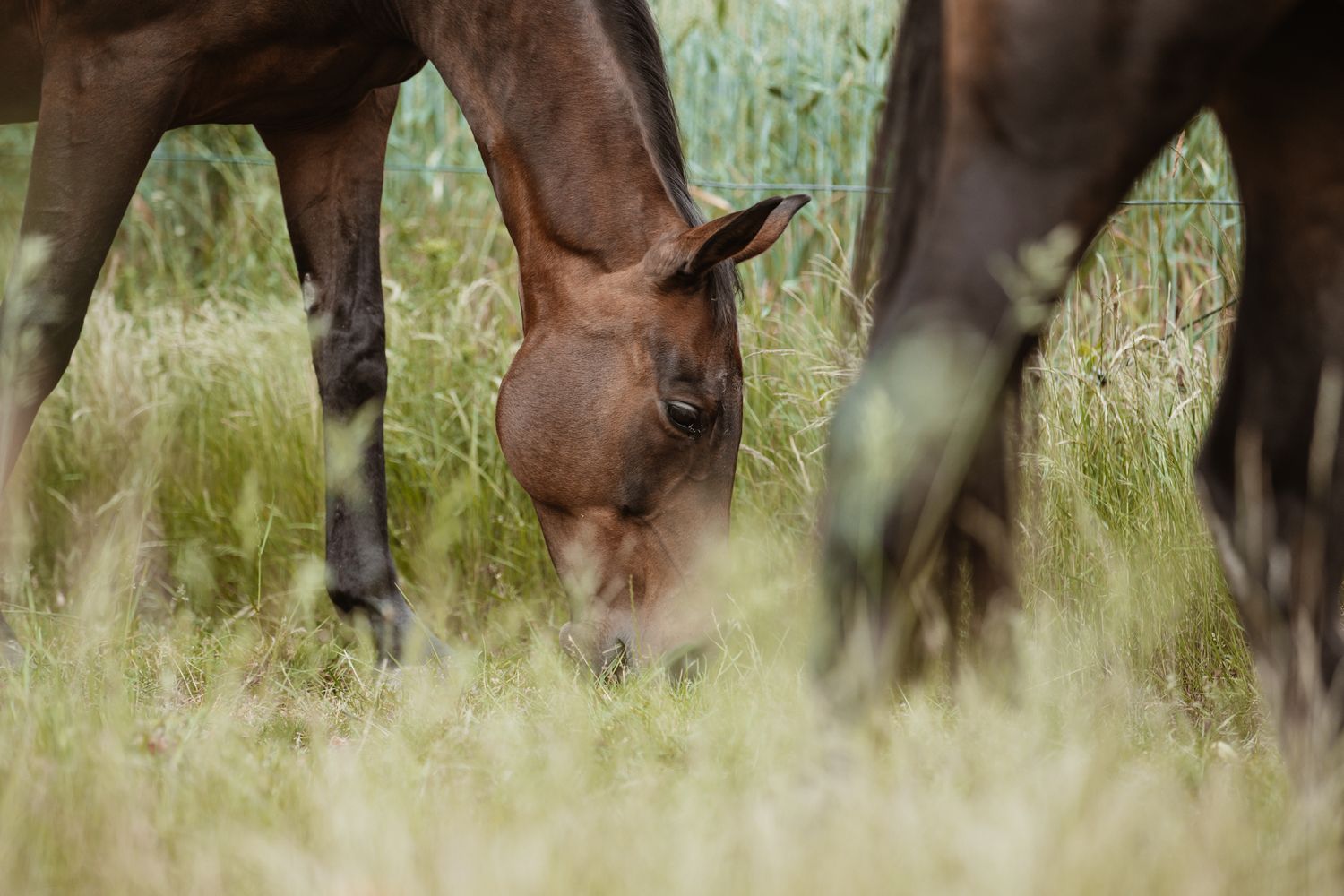 Close-up of Feline lowering its head to graze in tall green grass between other horses.
