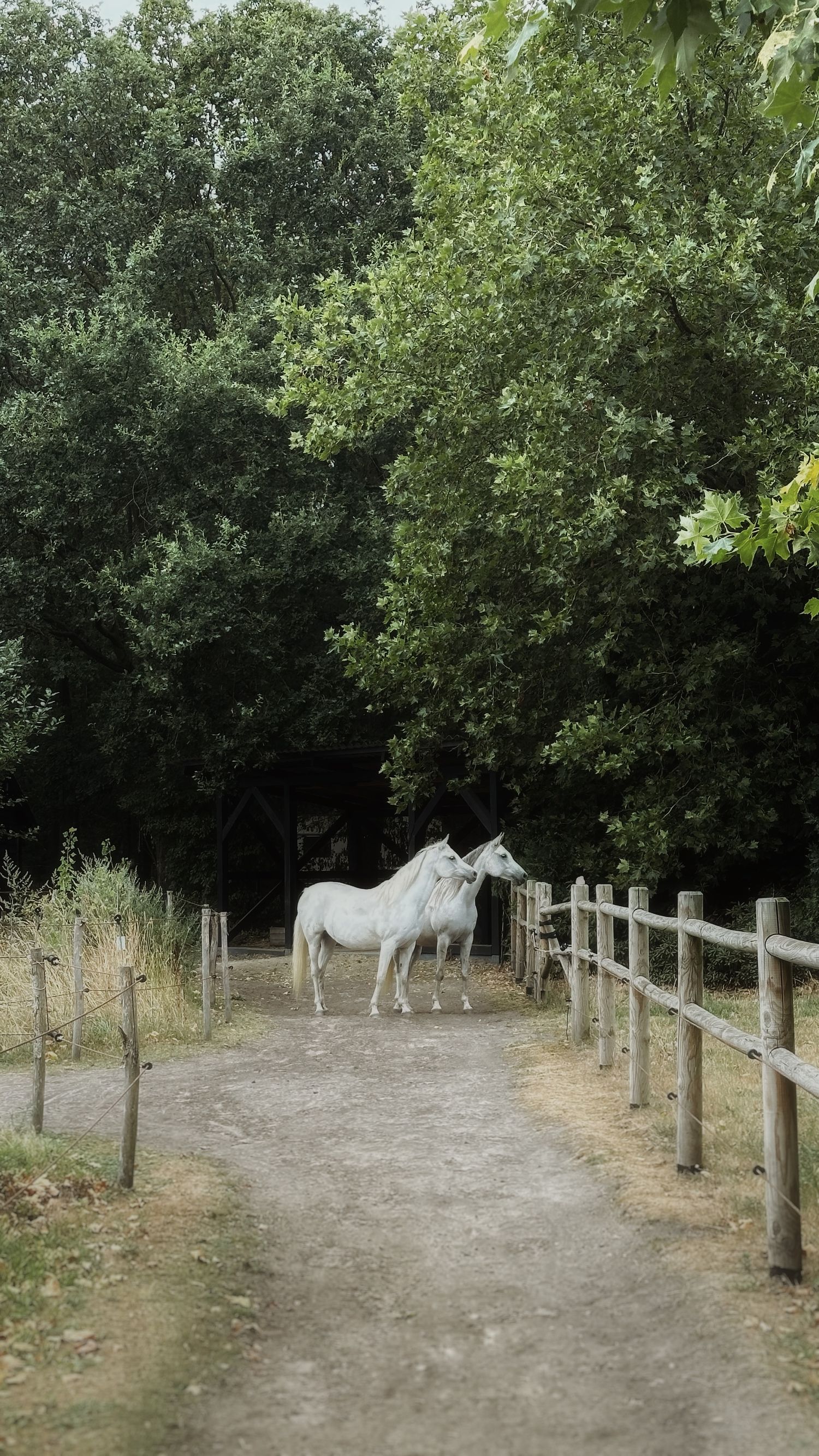 Two white horses standing together on a dirt path flanked by wooden fences and lush green trees.