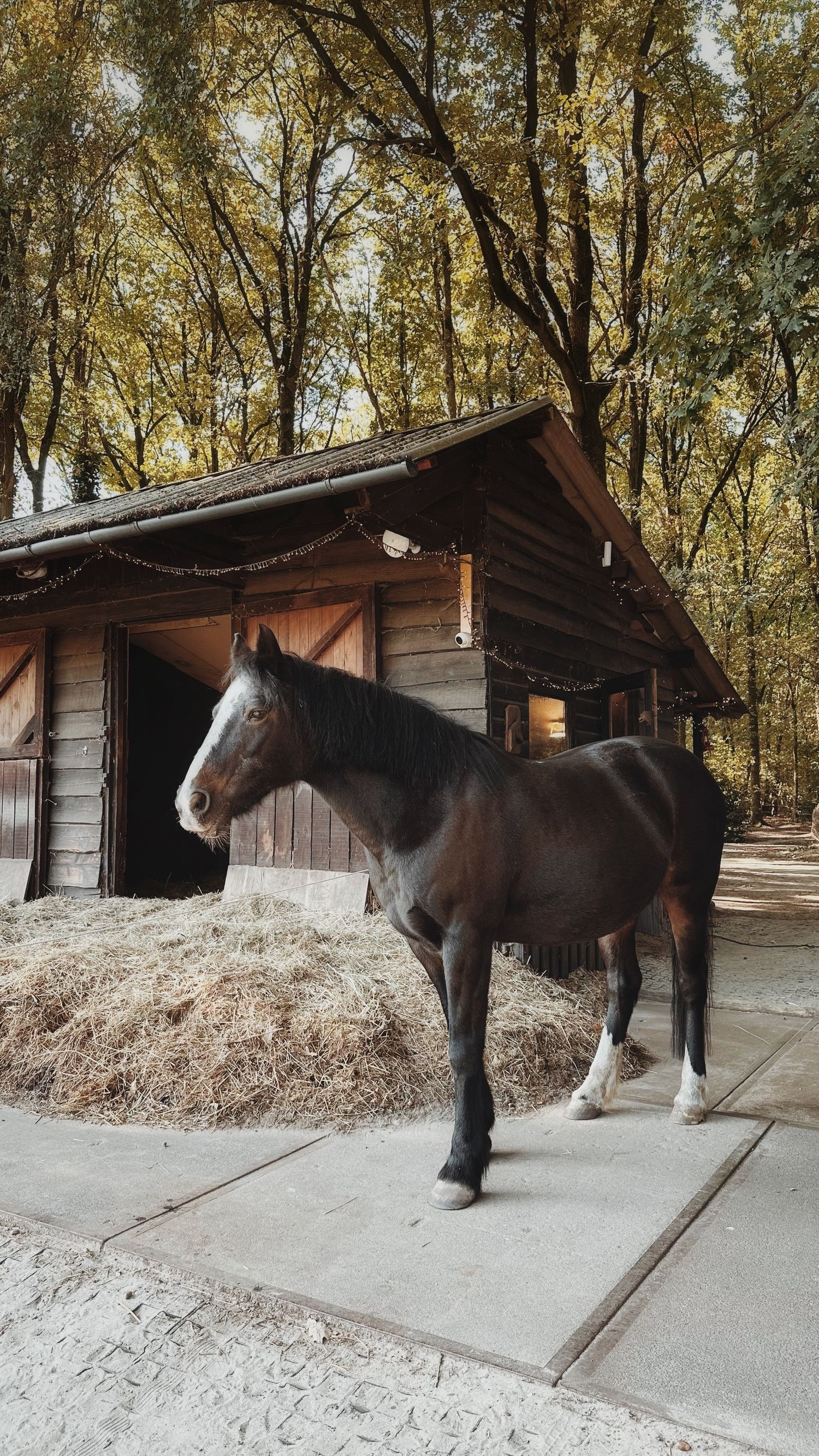 Jess standing beside rustic wooden stable with autumn trees.