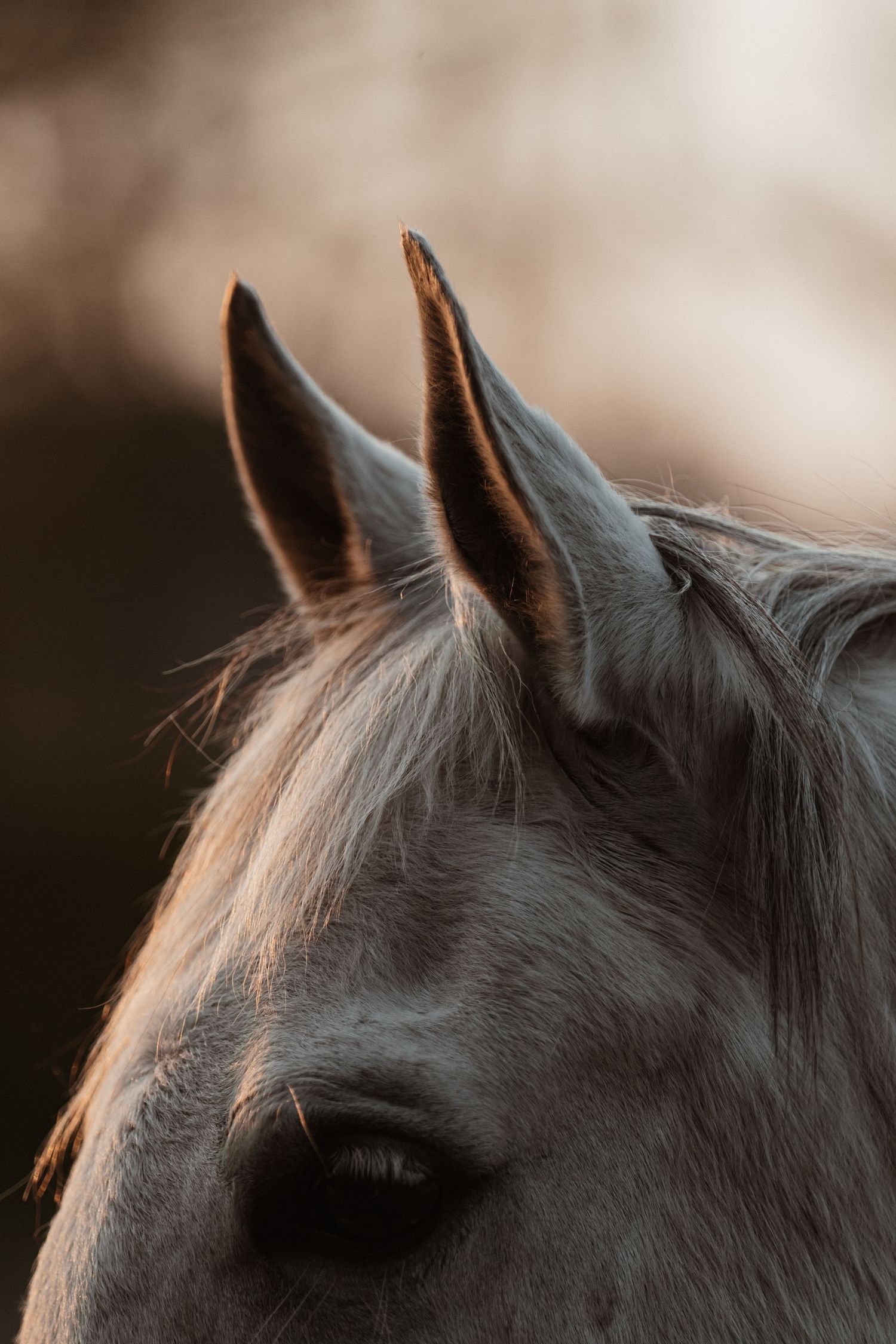 Close-up portrait of a white horse ears and eye in warm golden light.