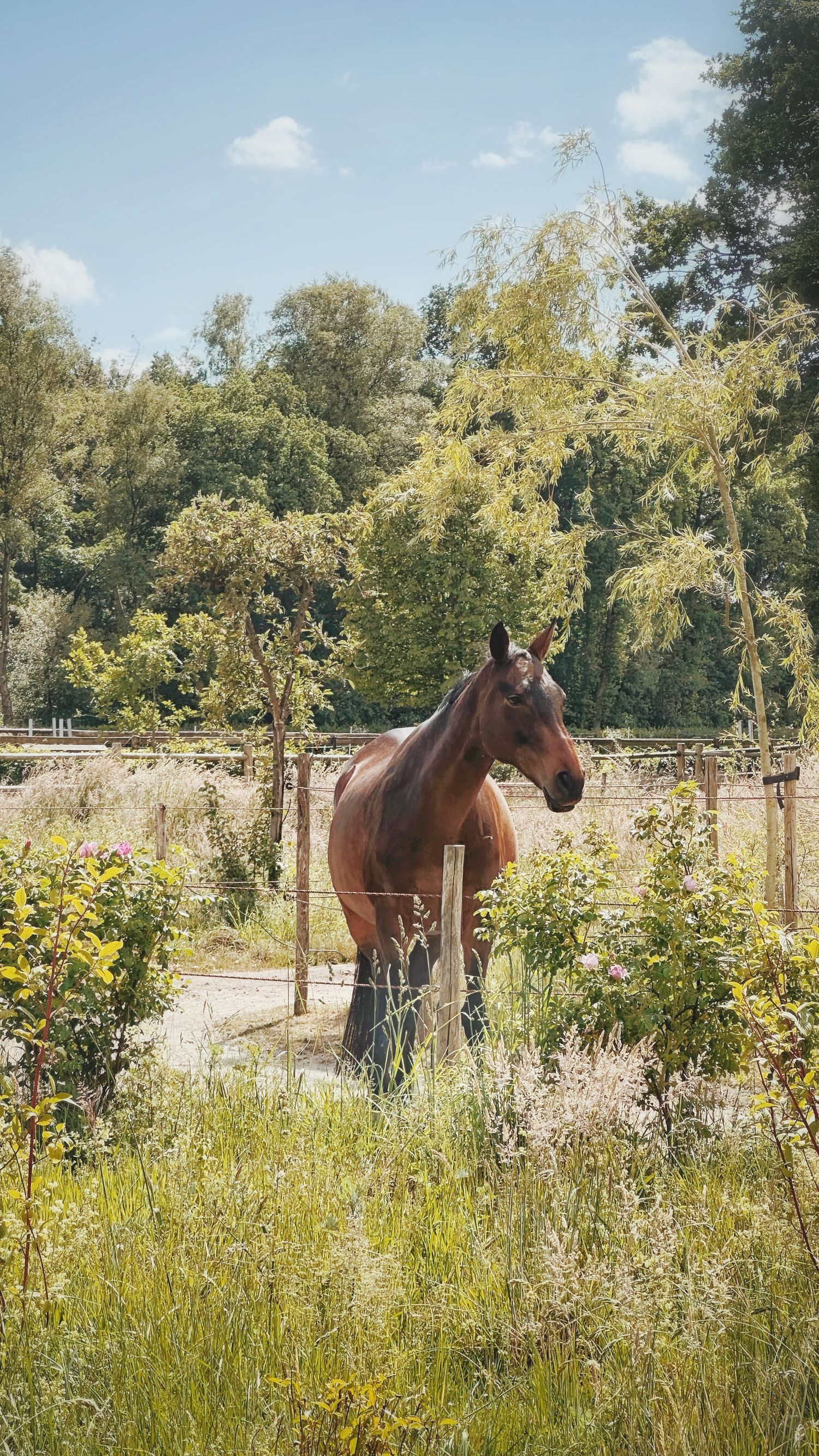 Feline standing among wildflowers and shrubs in a lush green fenced garden area.
