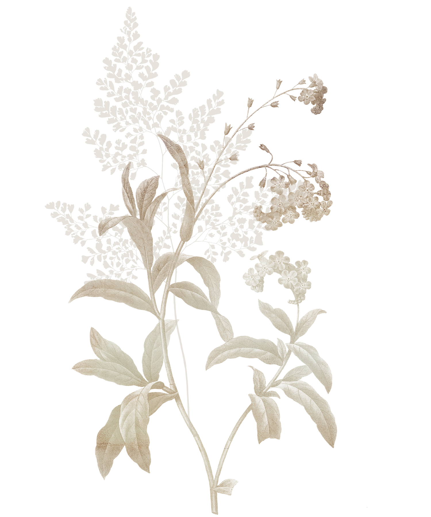 Delicate beige botanical illustration of lilac branches with soft neutral leaves on white background.