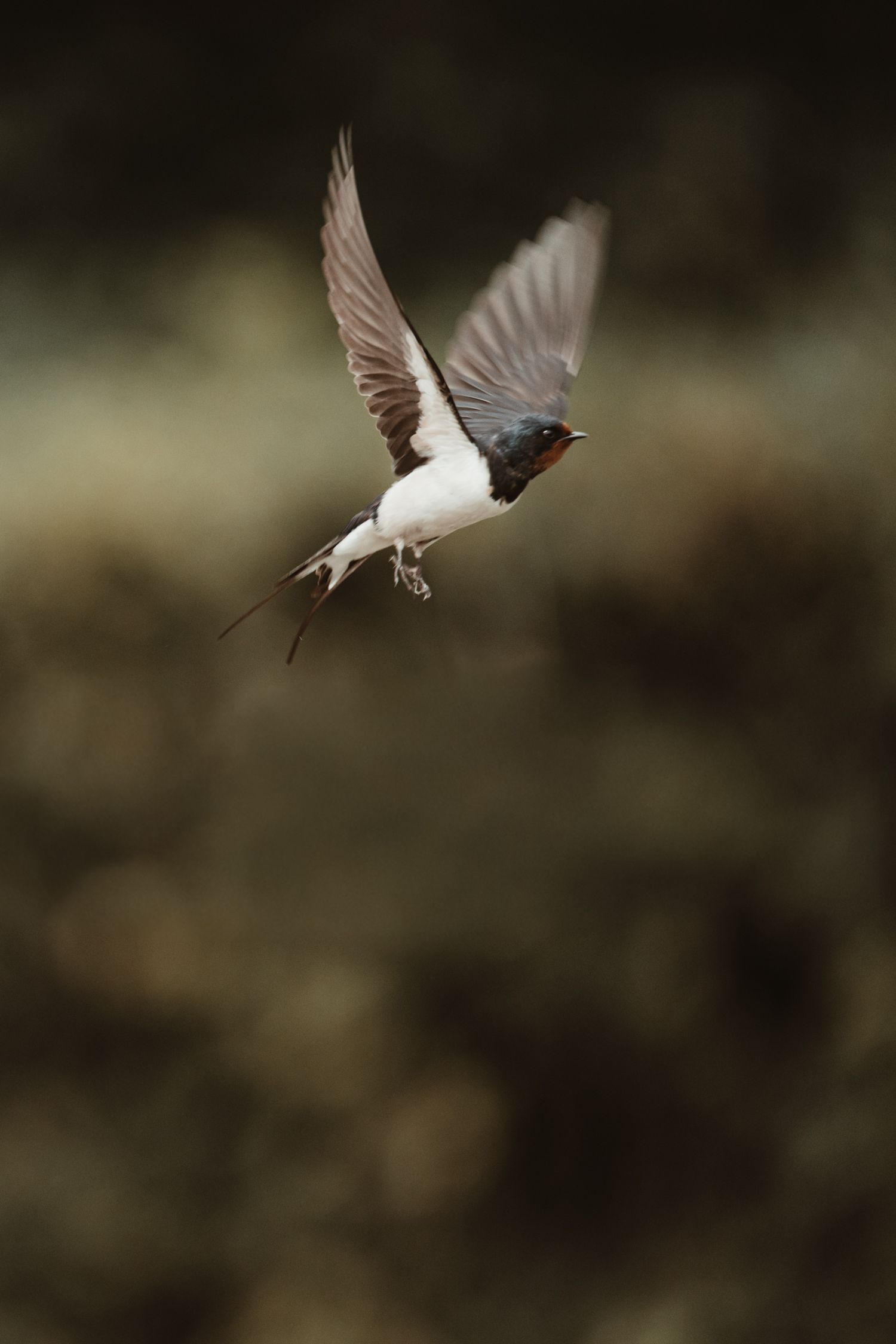 Barn swallow in mid-flight with wings spread wide against a dark blurred background.