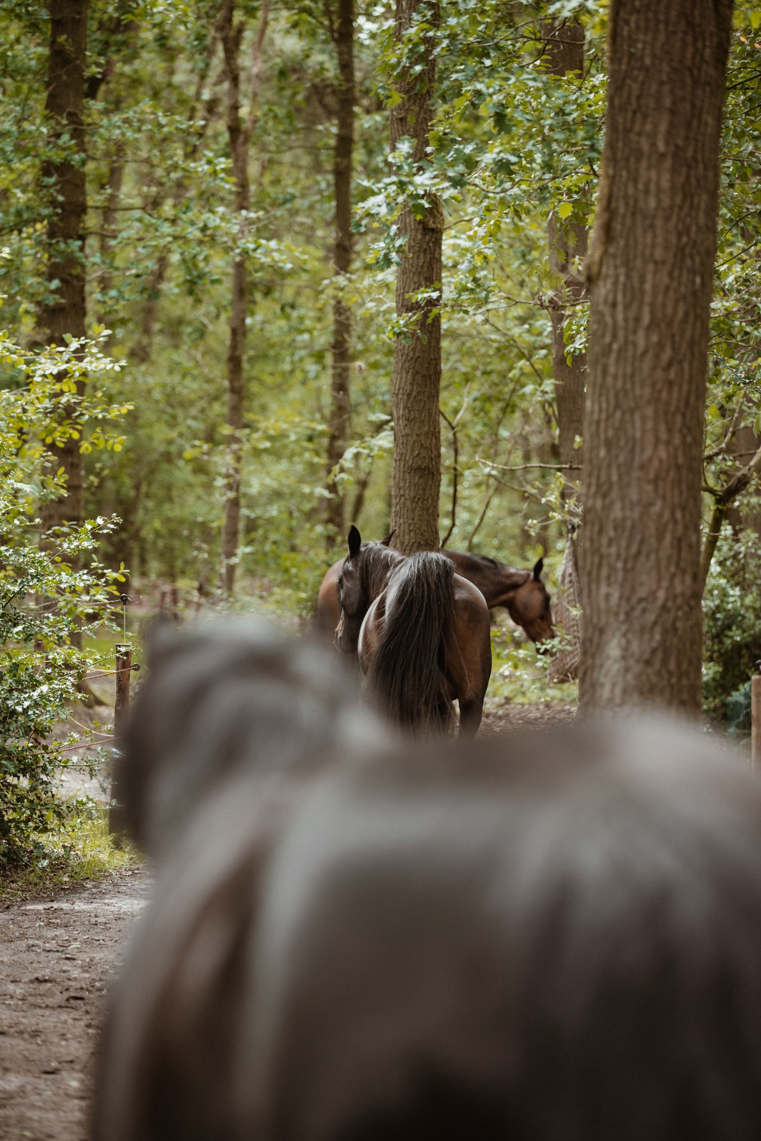 The herd walking along a sunlit forest path surrounded by tall trees and green foliage.