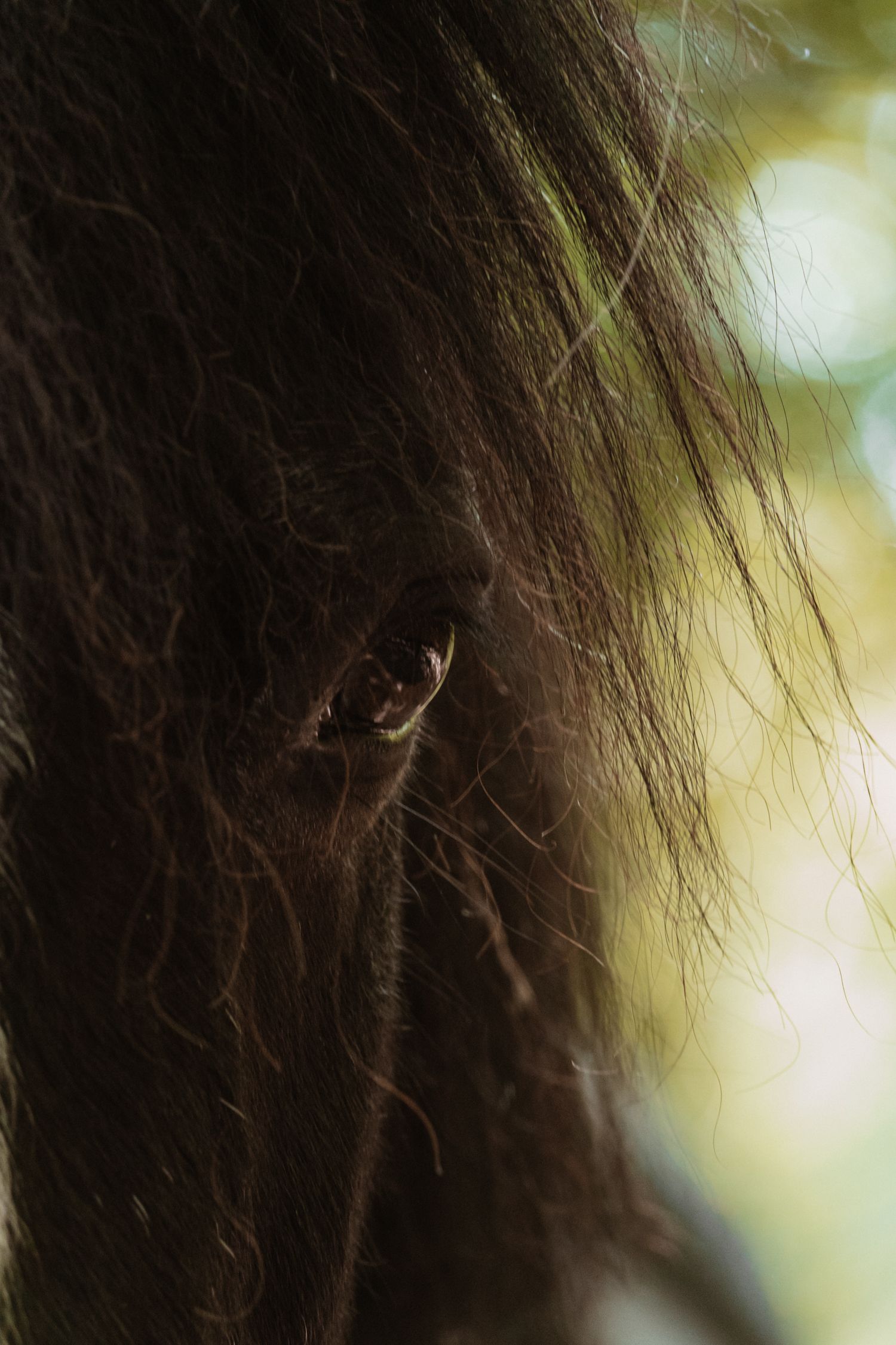 Close-up of the eye of Jess partially hidden behind a long flowing brown mane in soft light.