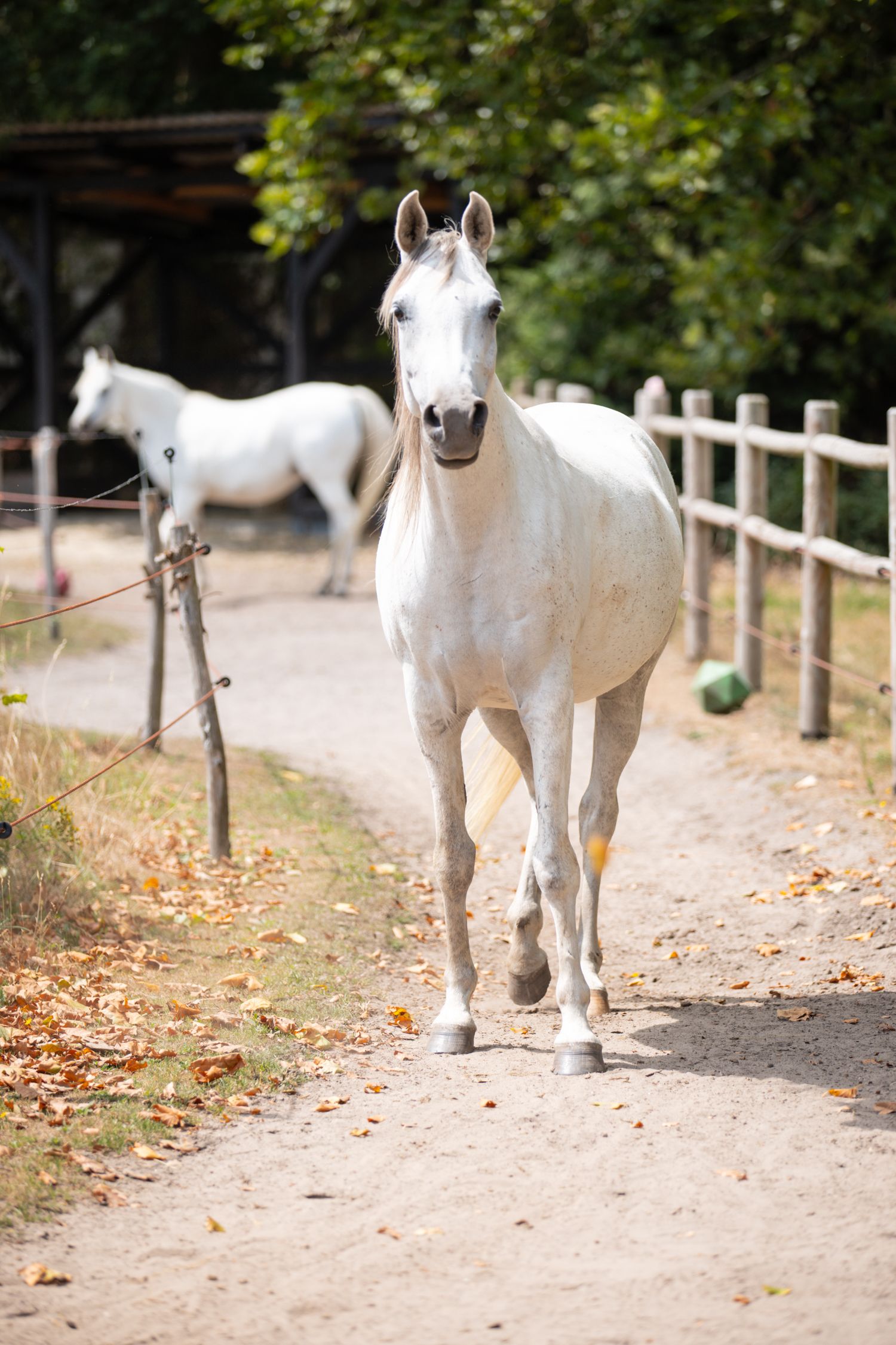 A white horse walks along a sandy path beside a wooden fence at a farm, with another white horse visible in the background.