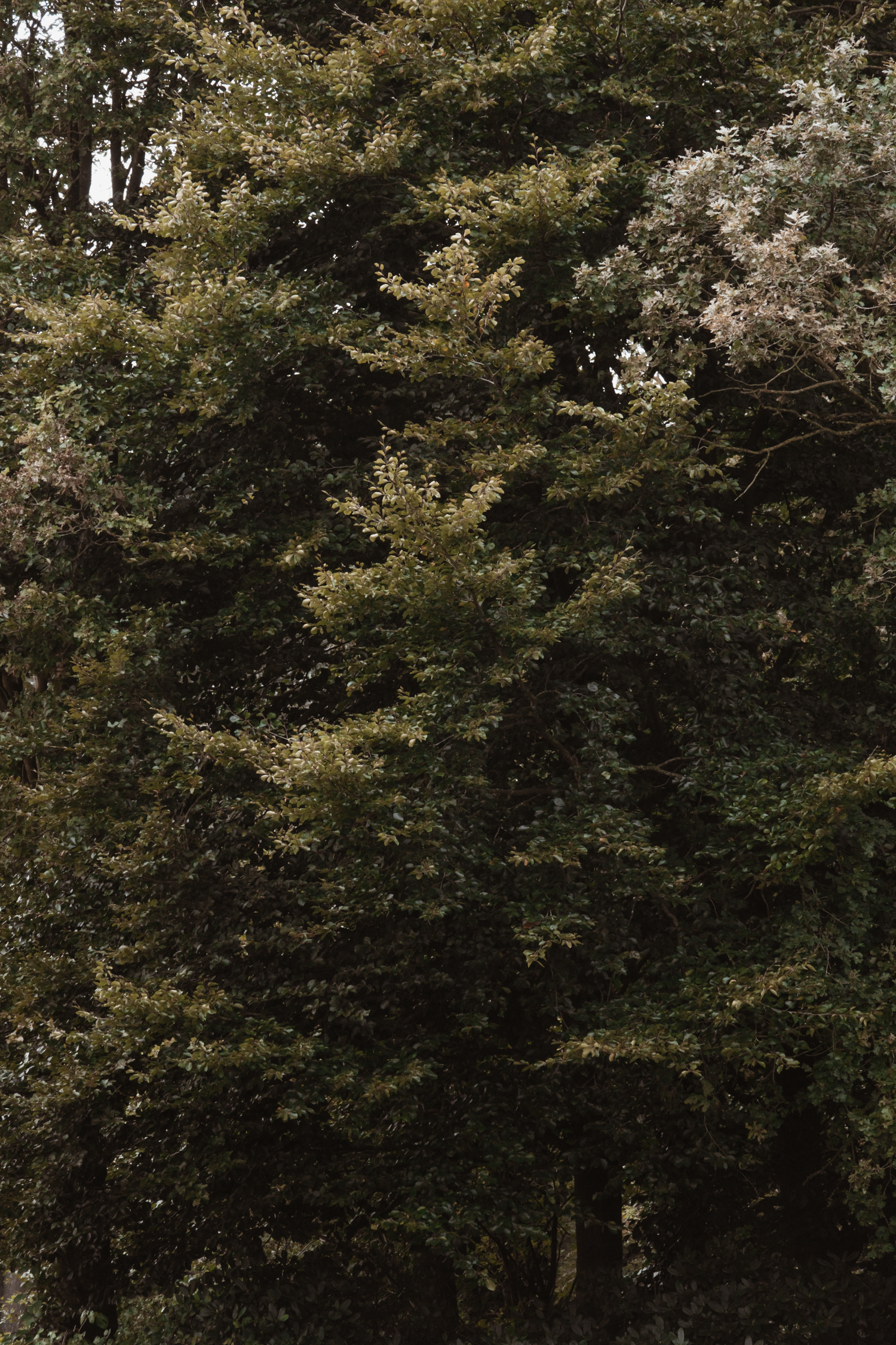 Dense green forest canopy with layered trees and lush foliage.