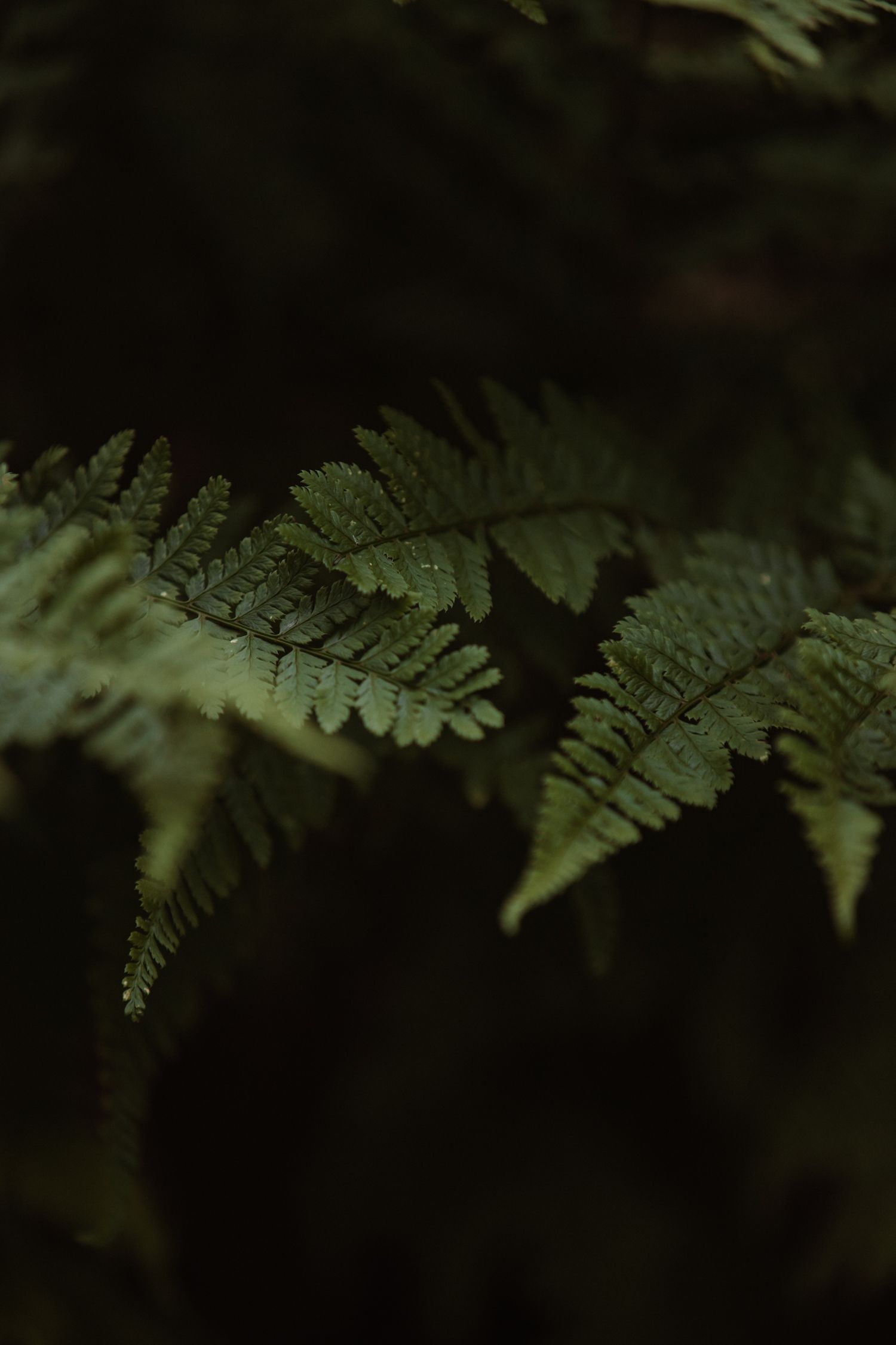 Detailed macro shot of green fern leaves with intricate patterns in dark forest.