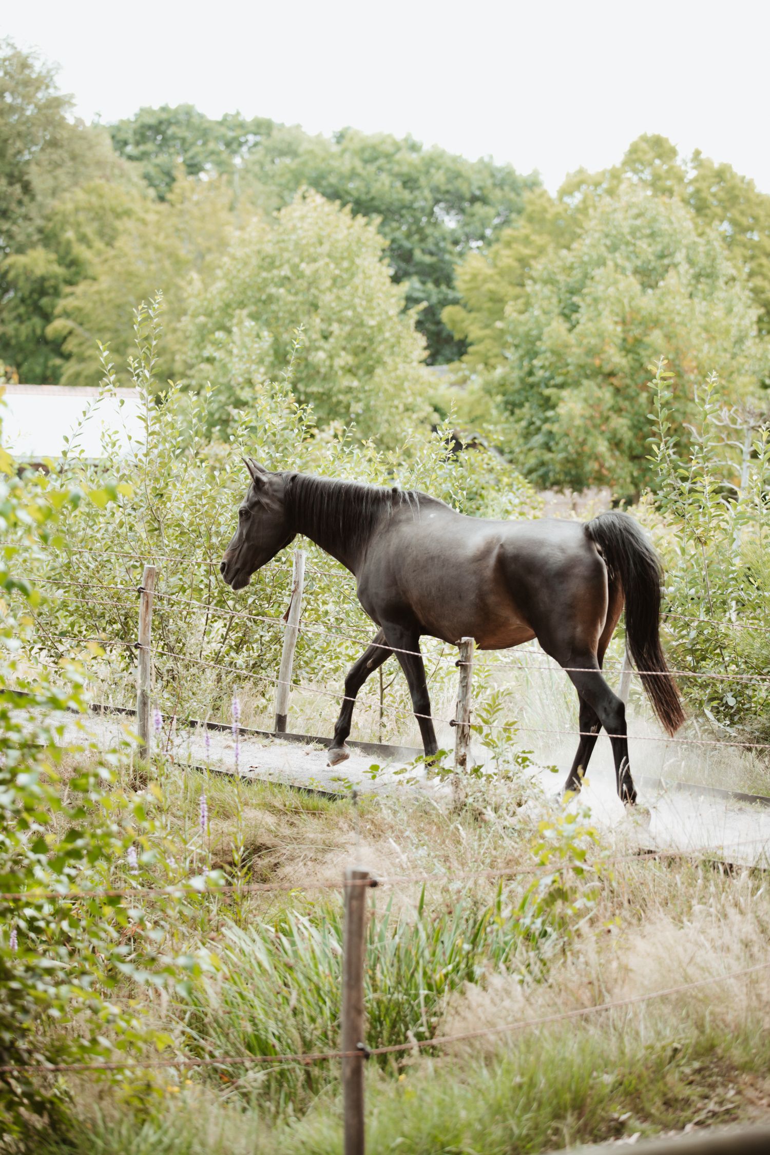 A dark brown horse walking along a fenced path surrounded by lush green trees and shrubs.