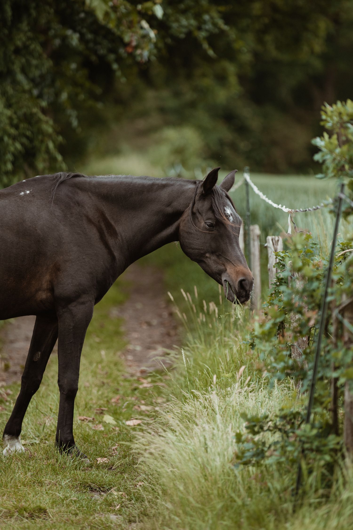 Sirah horse grazing near a wire fence on a lush green rural pathway surrounded by trees.