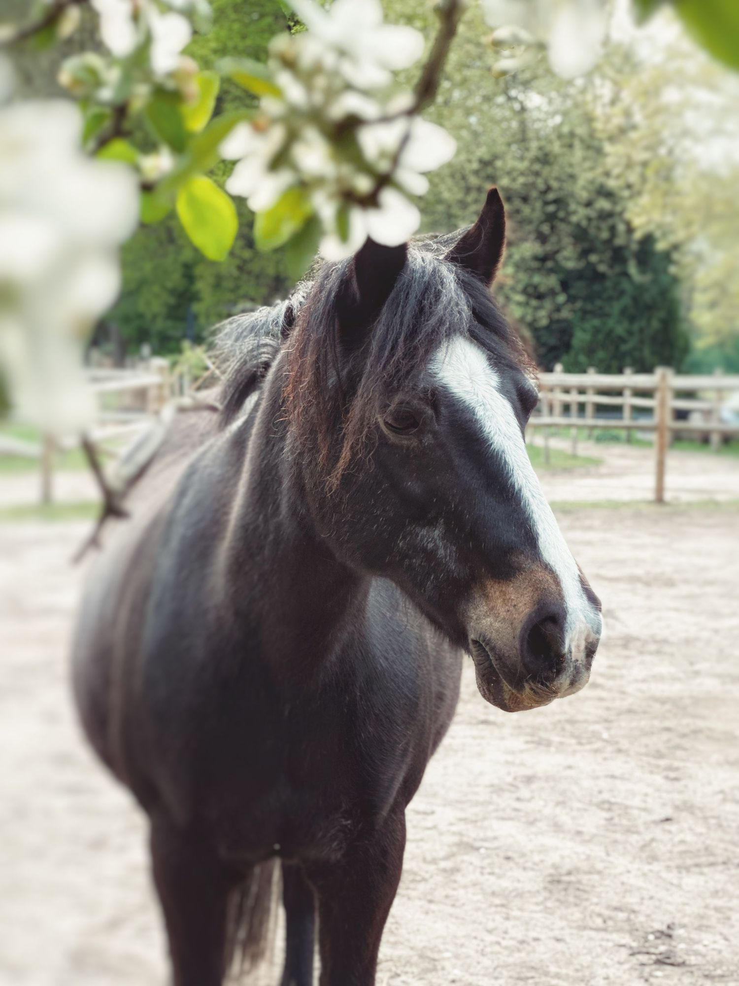 Jess with white blaze standing in paddock framed by white spring blossoms.