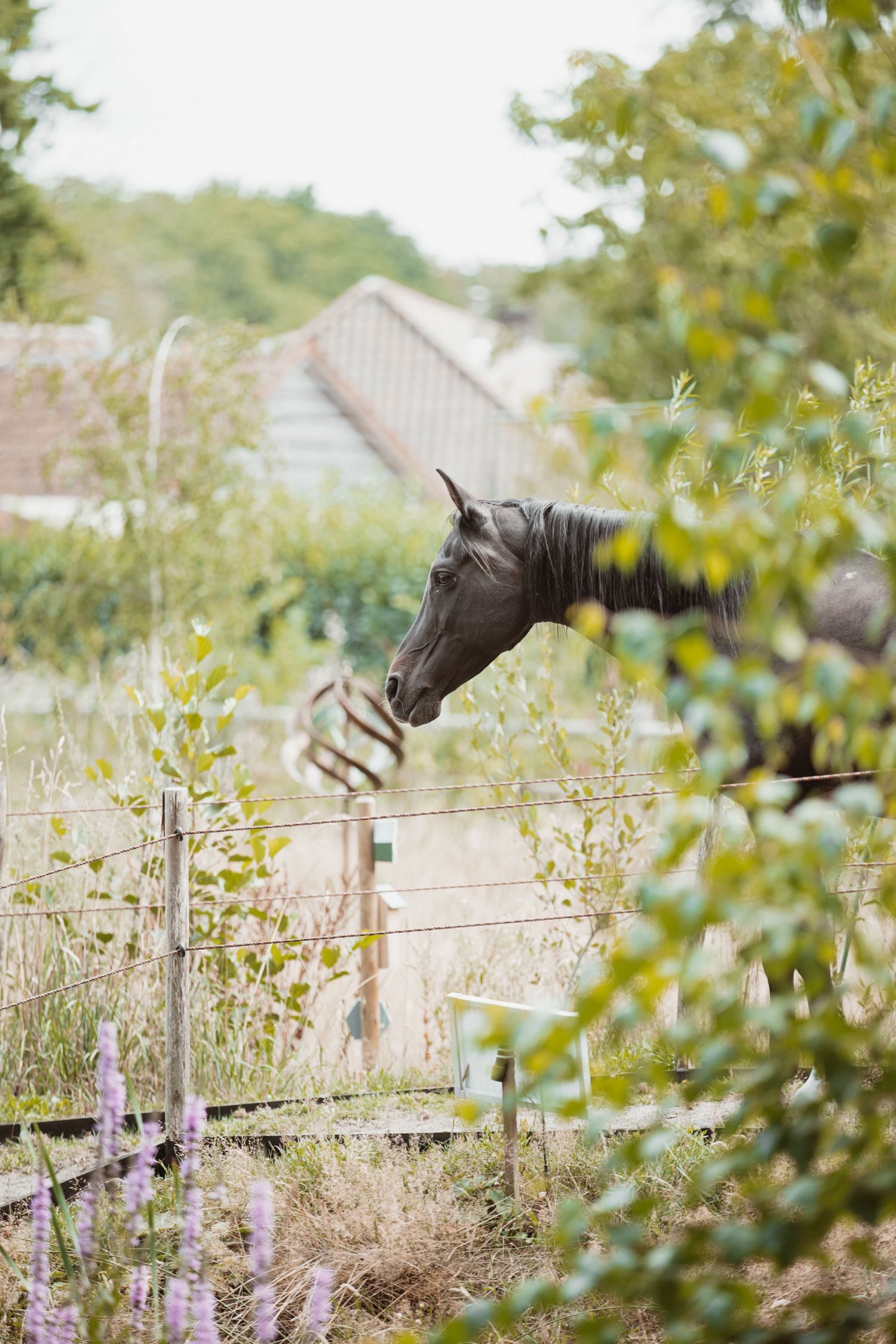 A dark horse peers over a wire fence surrounded by lush green foliage and wildflowers on a rural farm.