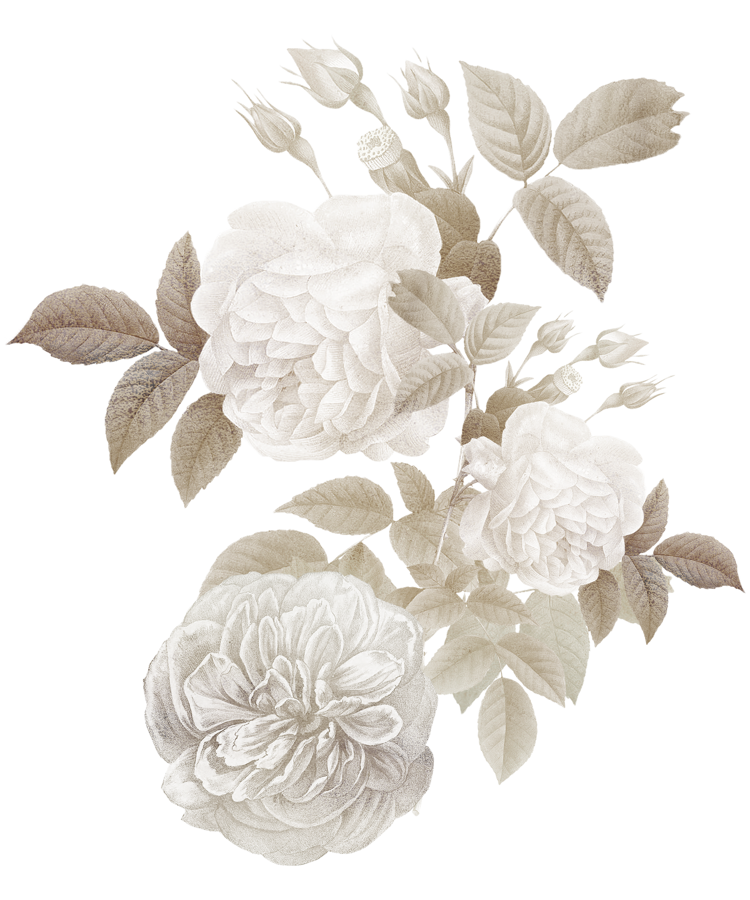 Elegant white roses bouquet with buds and leaves in soft beige botanical illustration style.