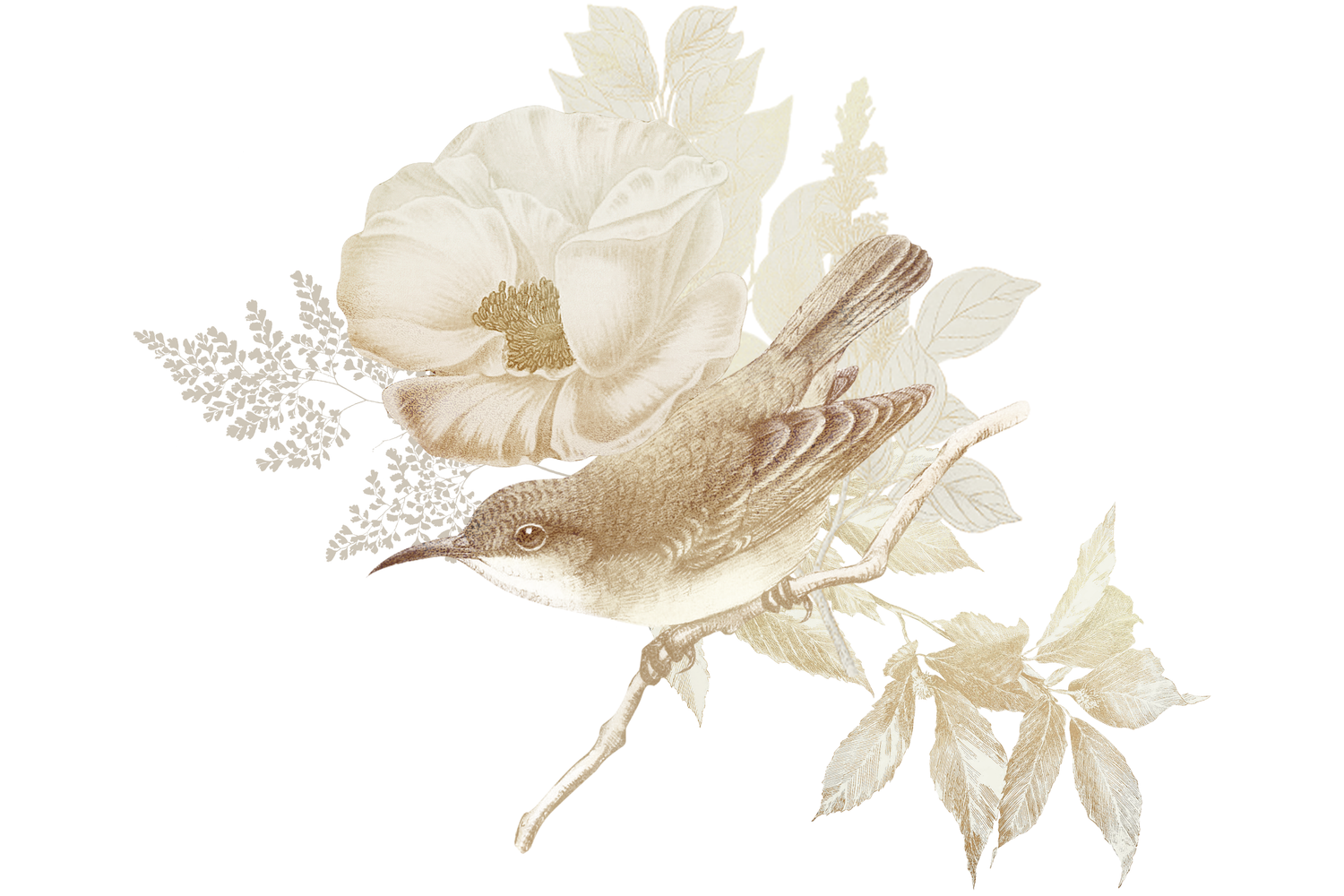 Vintage sepia illustration of a small songbird perched on a branch with white blooms and decorative foliage.