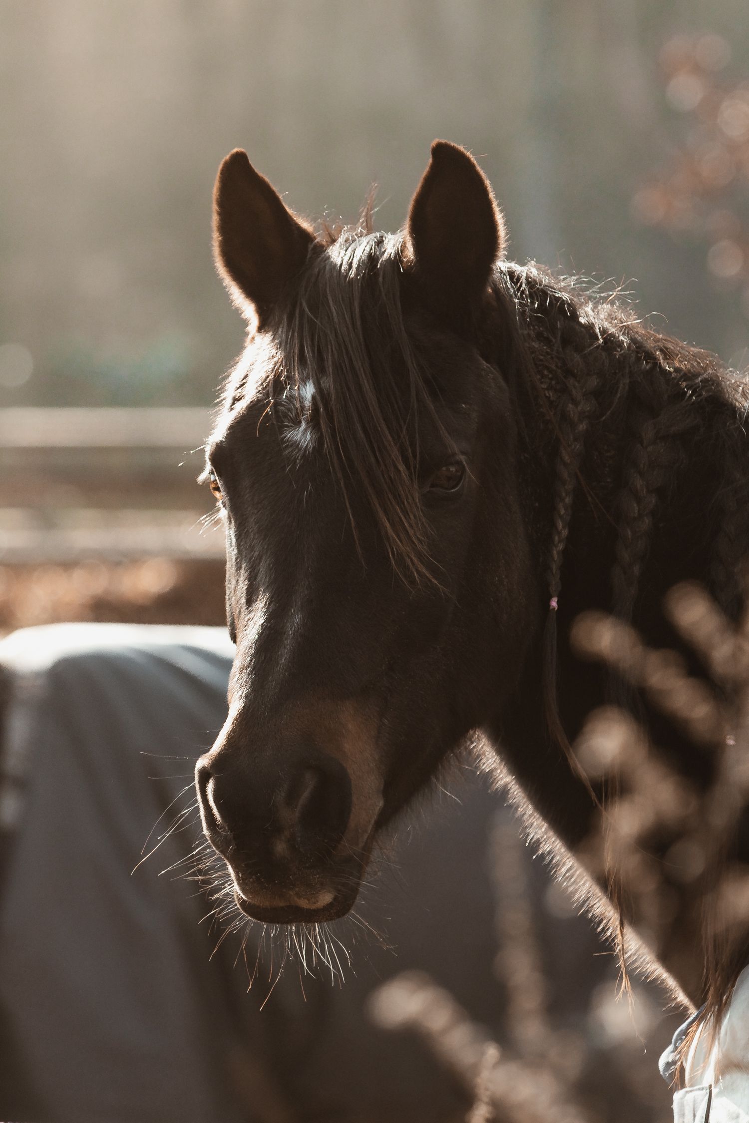 Close-up portrait of Sirah in dramatic backlit golden sunlight with braided mane.