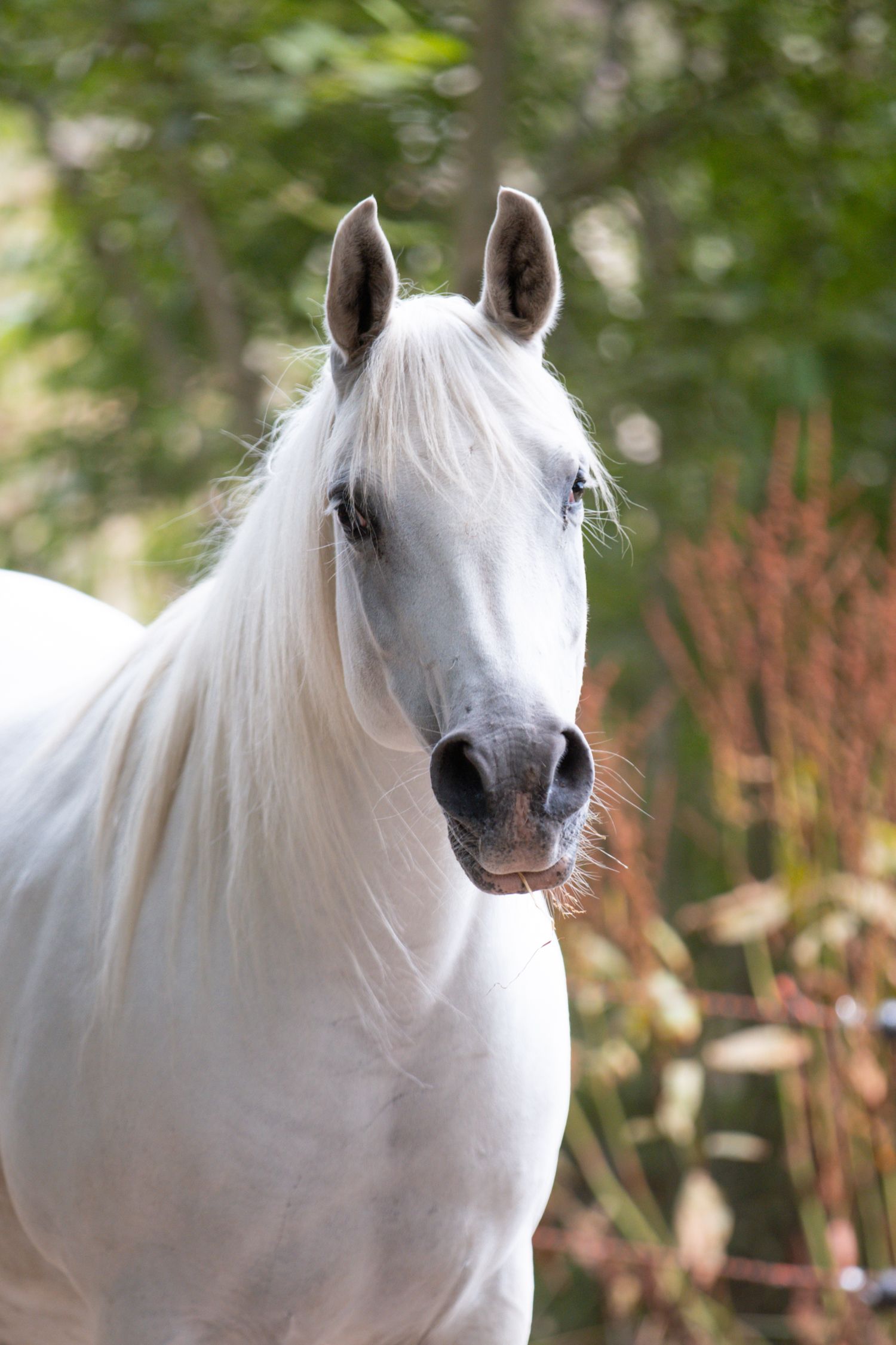 A majestic white horse with flowing mane stands outdoors against a lush green background, looking directly at the camera.