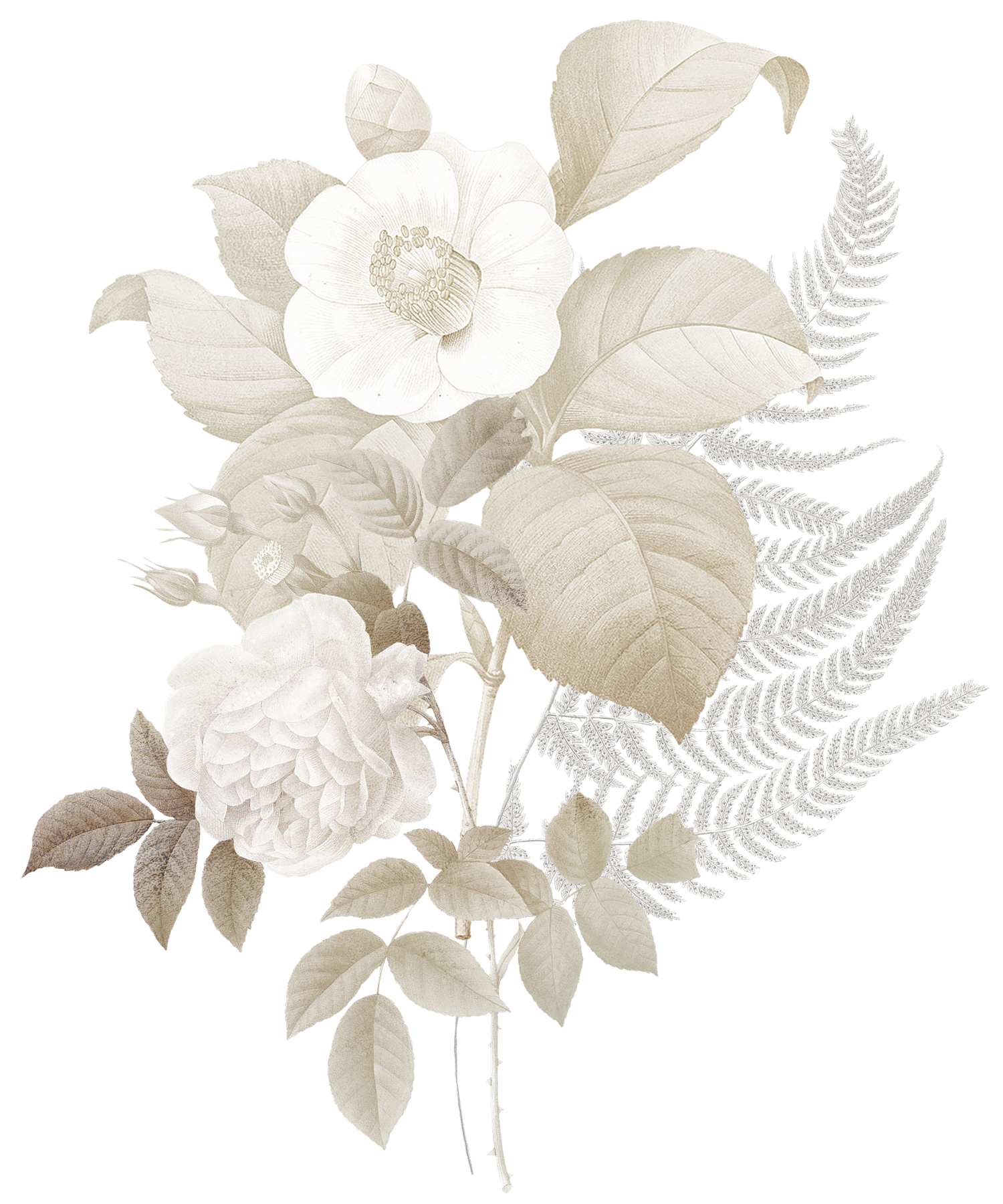 Delicate white roses and fern botanical illustration in soft neutral tones on white background.