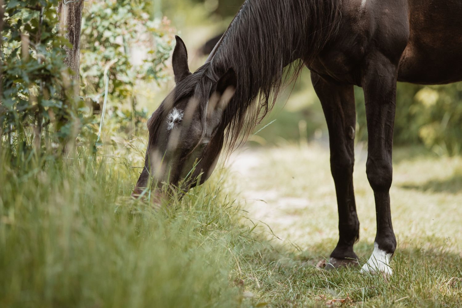 Sirah with white star grazing on lush green grass beside shrubs in summer.
