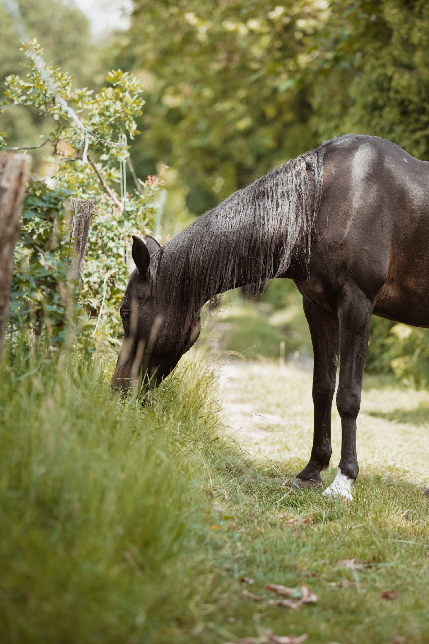 Sirah grazes along a grassy path beside a wooden post fence with green leafy trees behind.