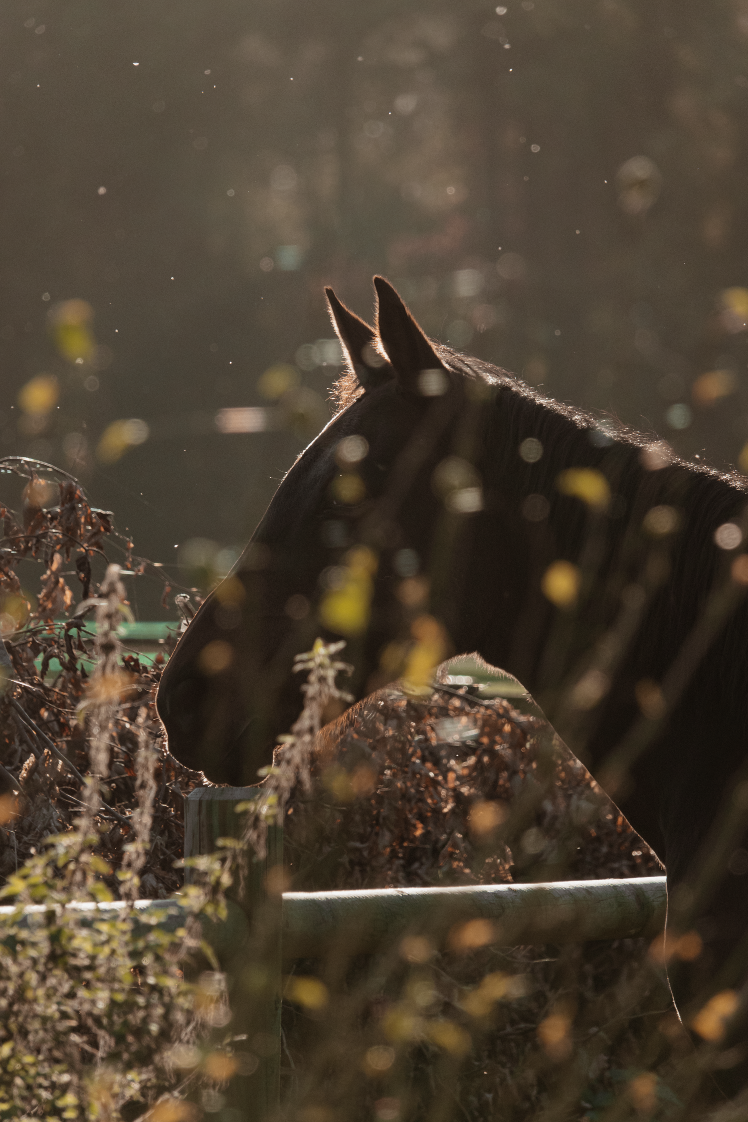 Feline silhouetted against golden bokeh light in an autumn outdoor setting.