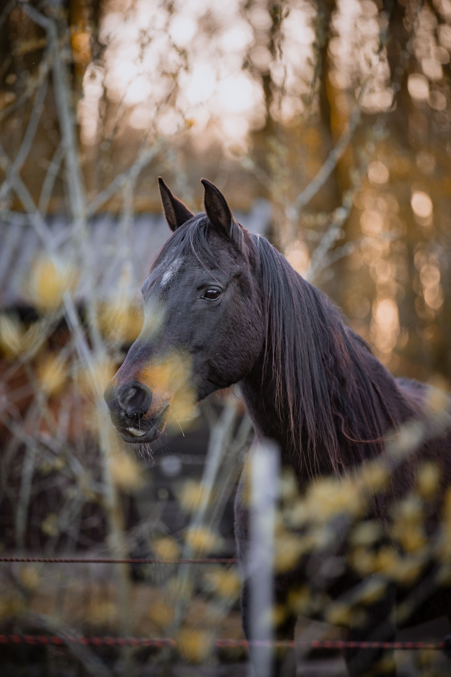 Portrait of Sirah, standing behind bare branches in warm autumn light.