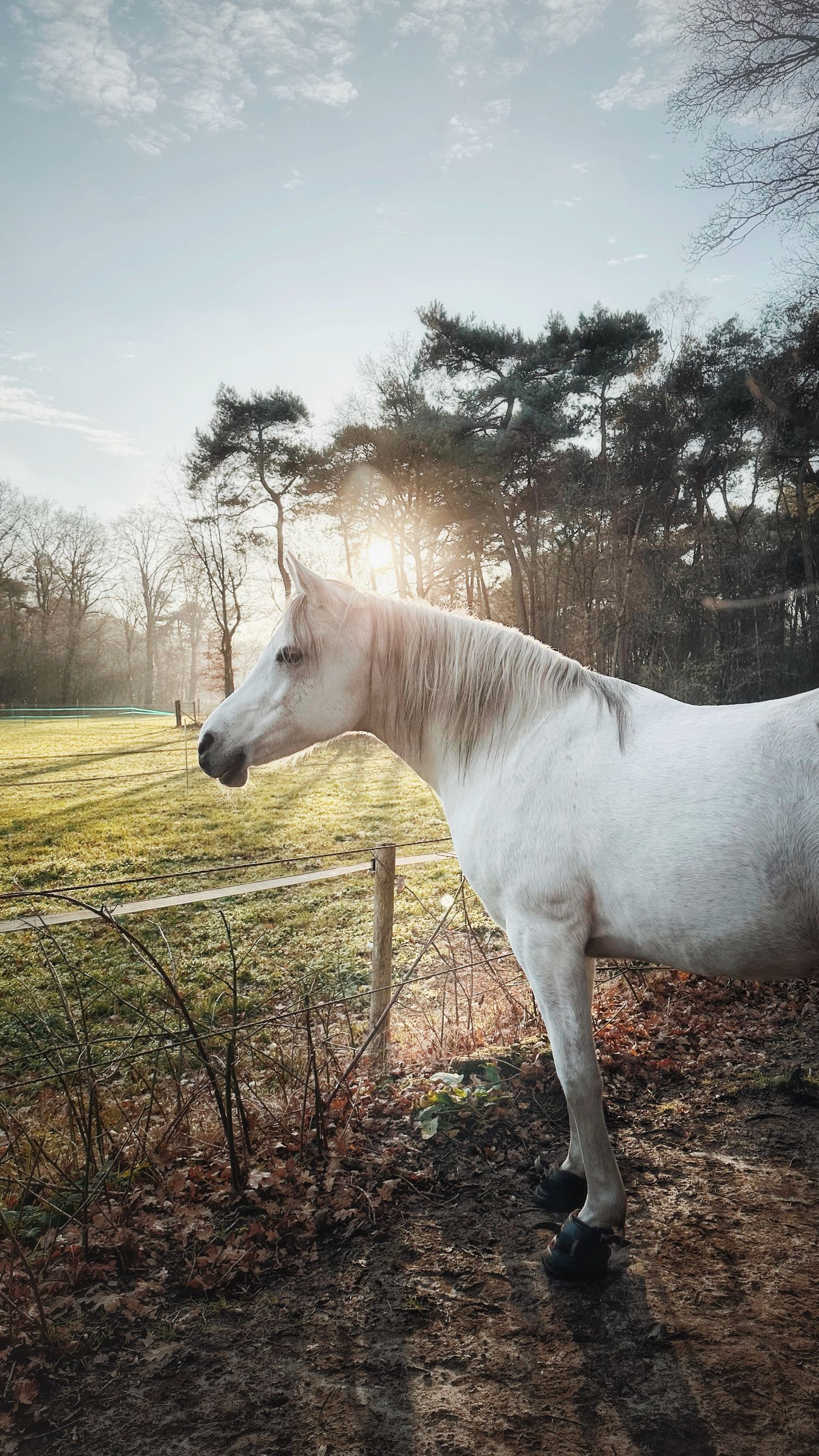 Madra stands by a fence at golden hour with sunlit trees and open fields behind it.