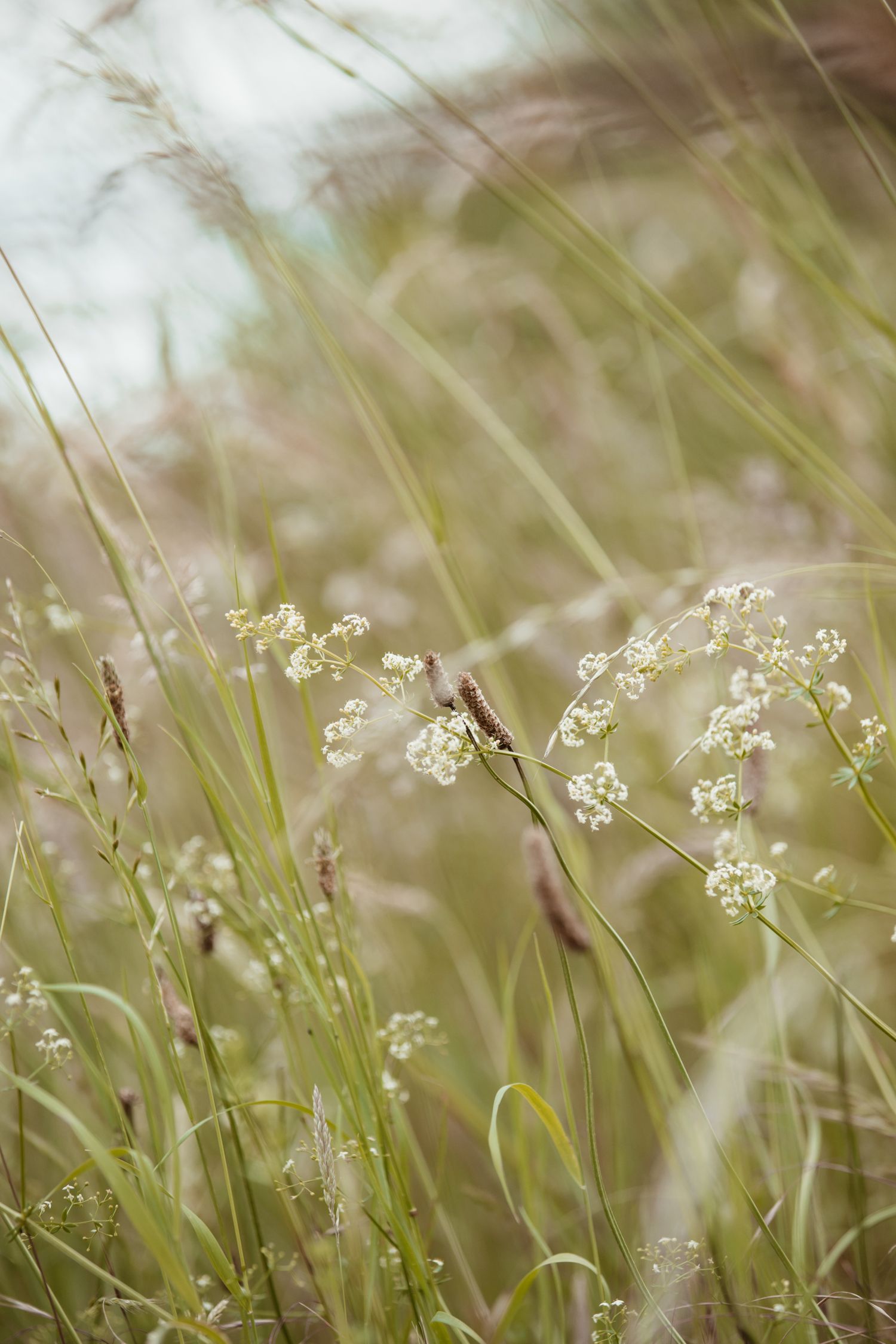 Delicate white wildflowers and tall grass swaying in a soft meadow breeze.