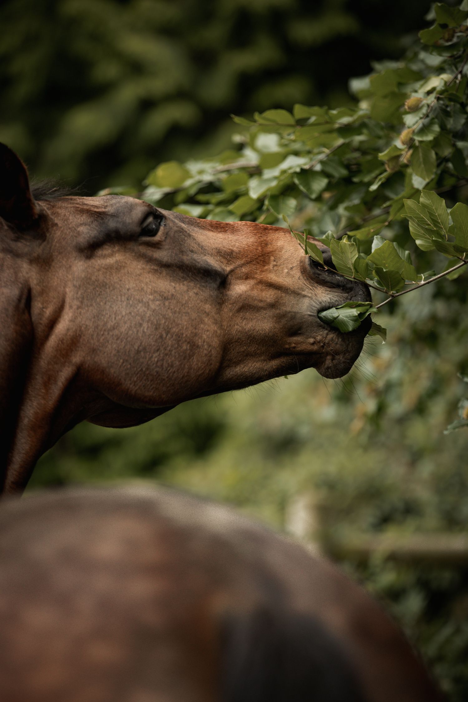 Feline reaches forward to eat fresh green leaves from a bush in a lush outdoor setting.