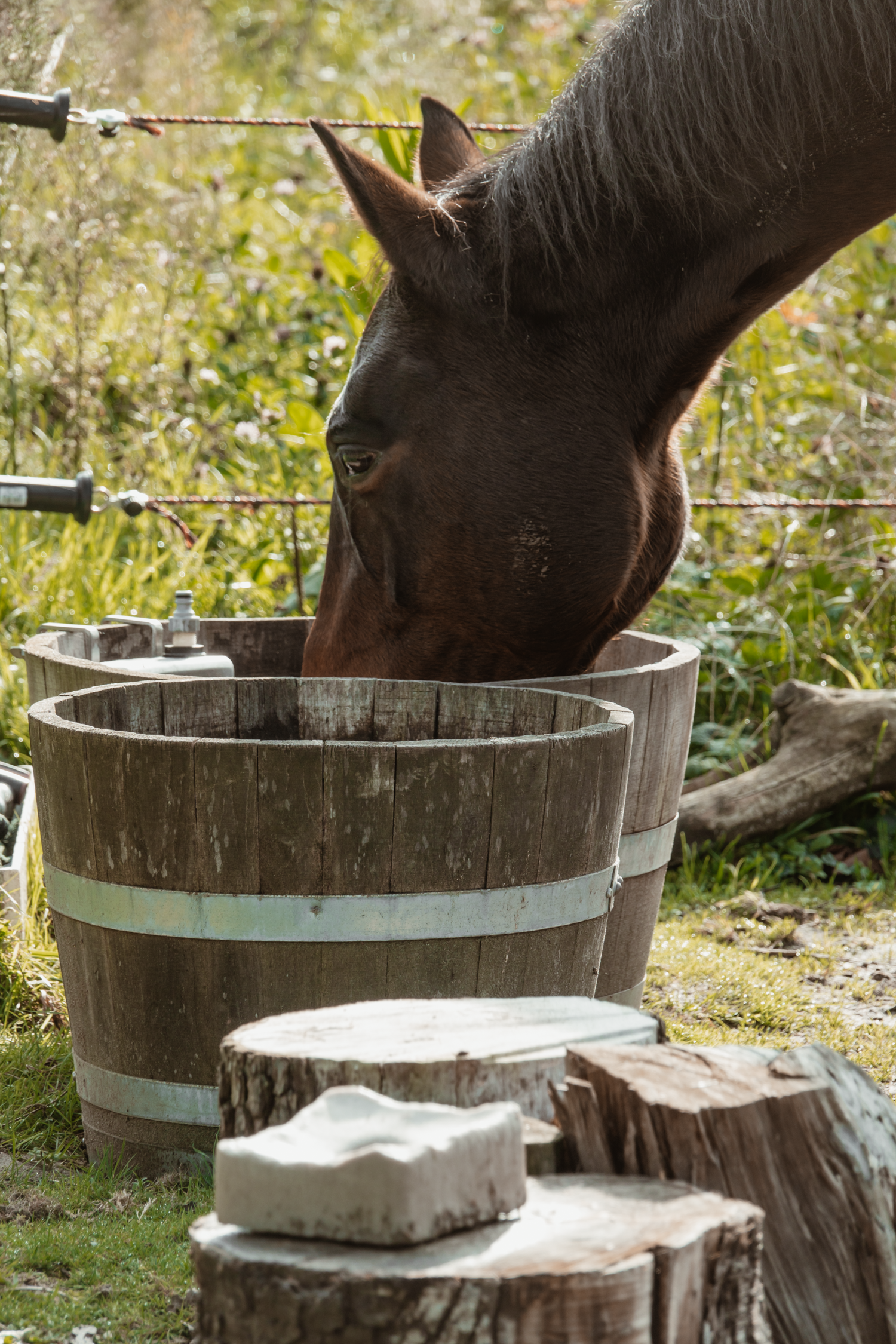 Feline drinking from a rustic wooden barrel tub in a sunny green pasture setting.