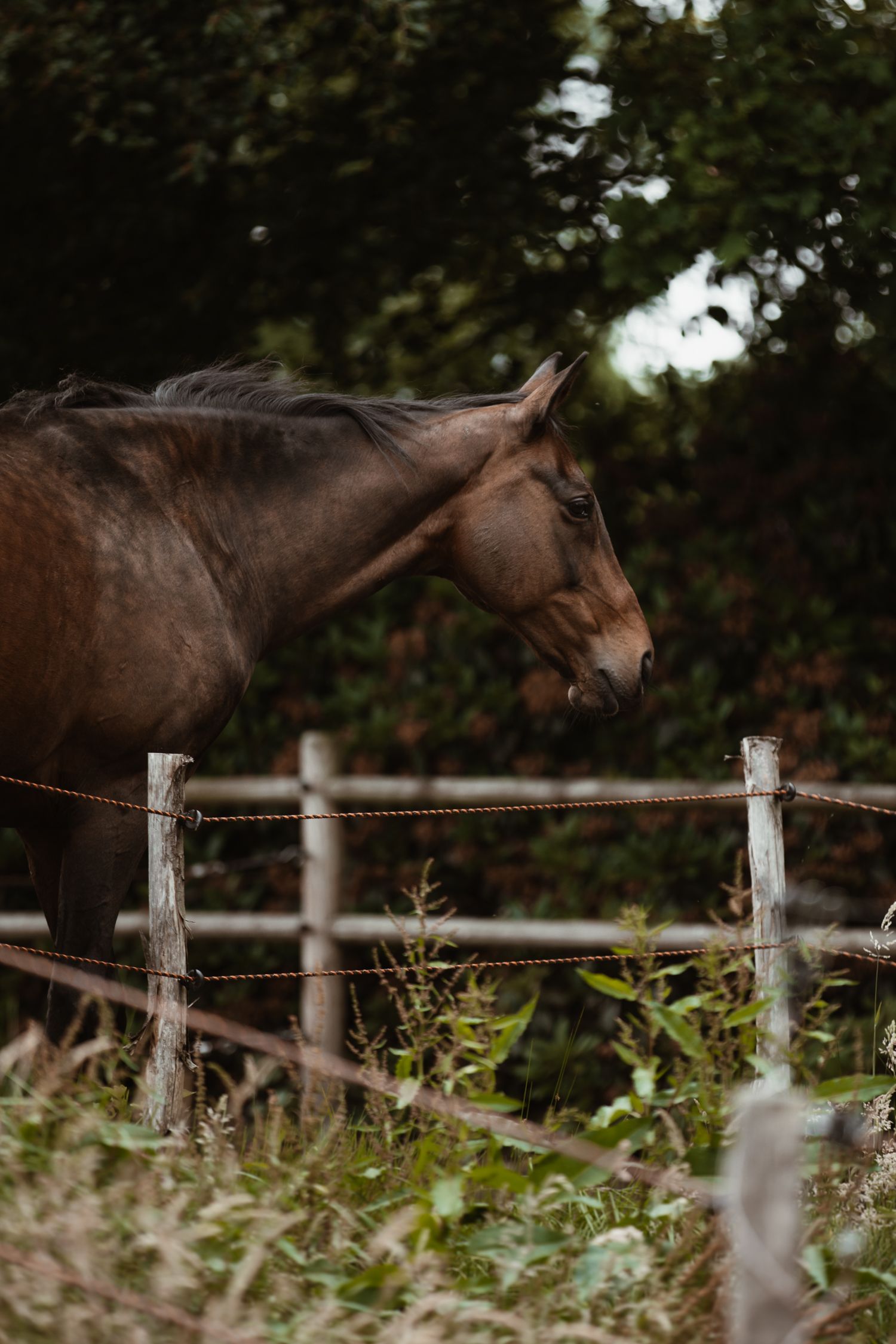 Feline stands beside a rustic wooden fence surrounded by dense green bushes and wild plants.