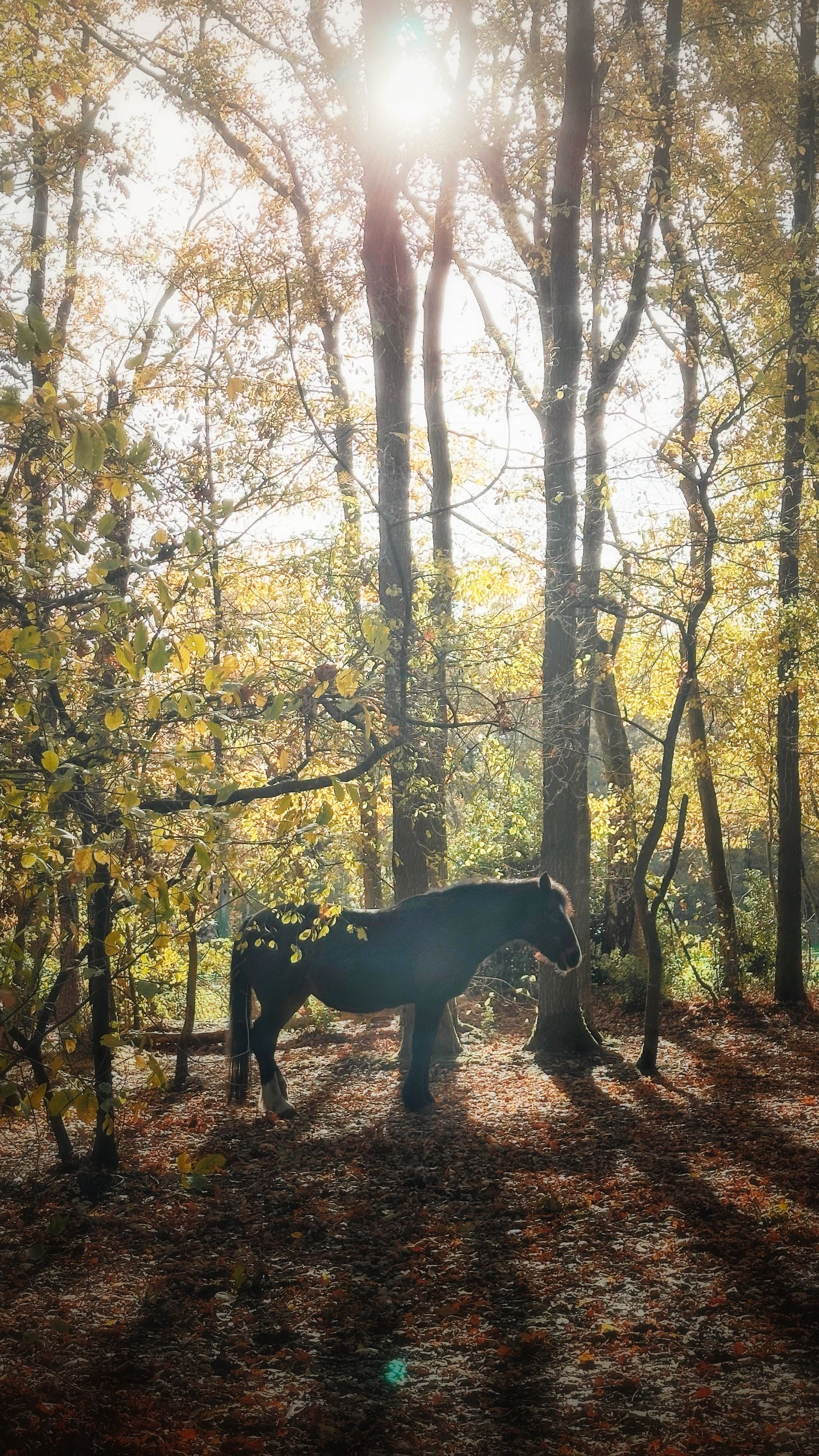 Jess stands silhouetted among autumn trees with golden leaves and sunlight streaming through the forest.