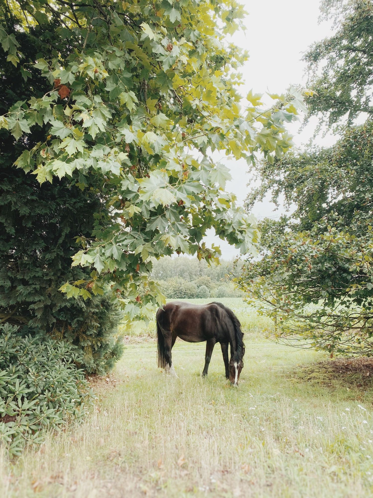 Jess grazing peacefully in green meadow framed by large maple trees overhead.