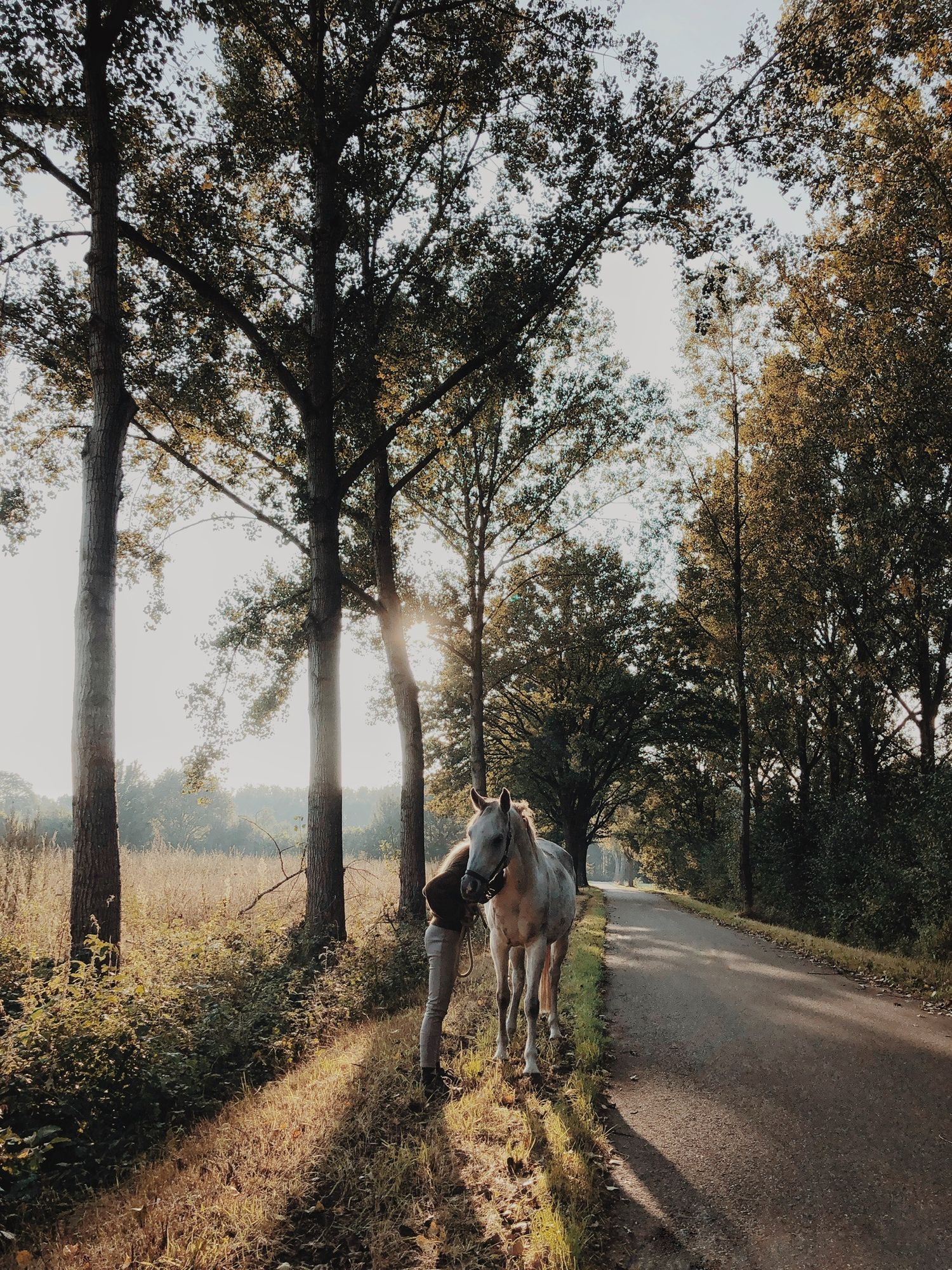 May standing on rural road surrounded by tall trees in golden sunlight.