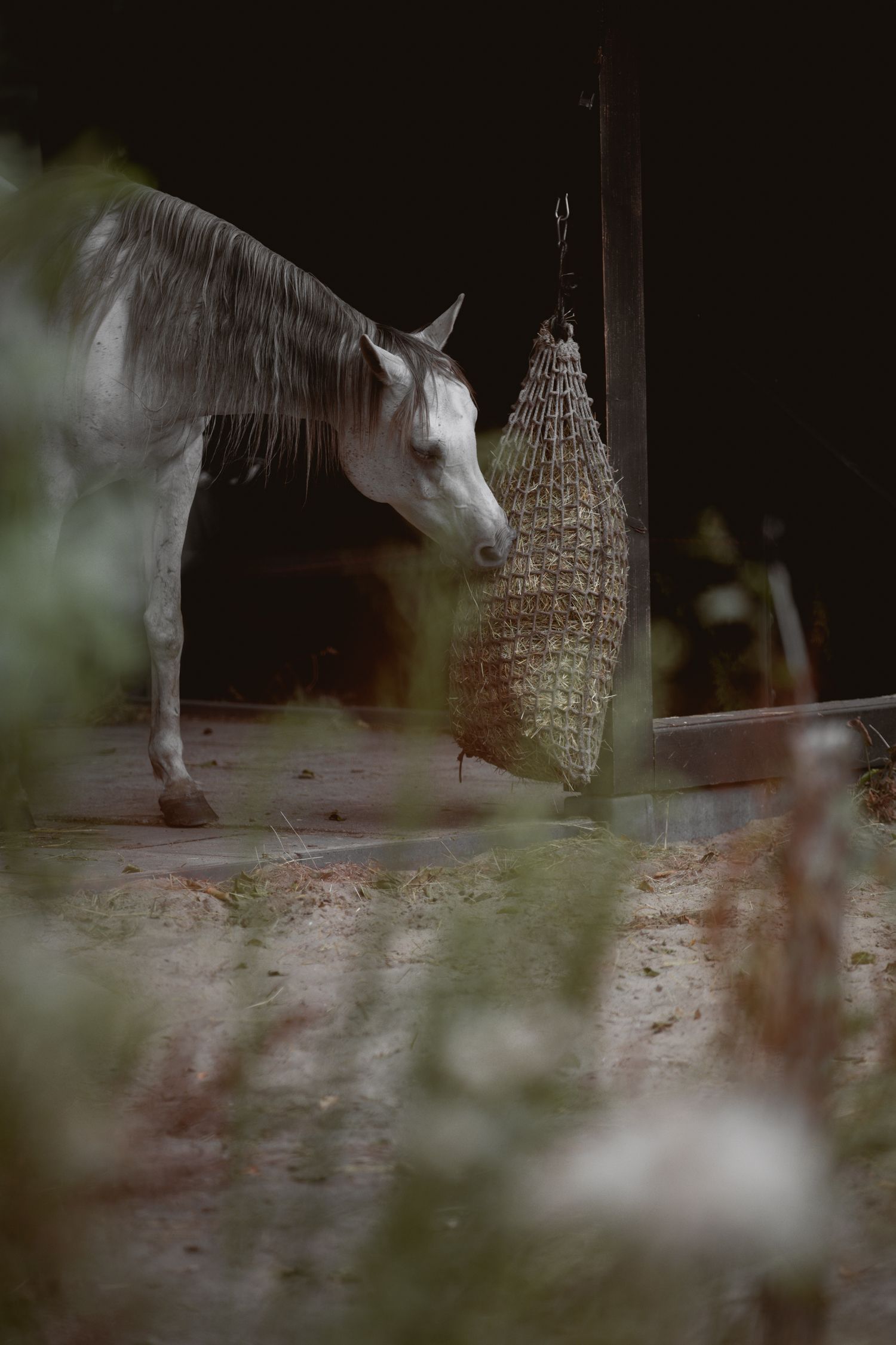 White horse eating hay from a hanging net bag in a dark stable doorway.