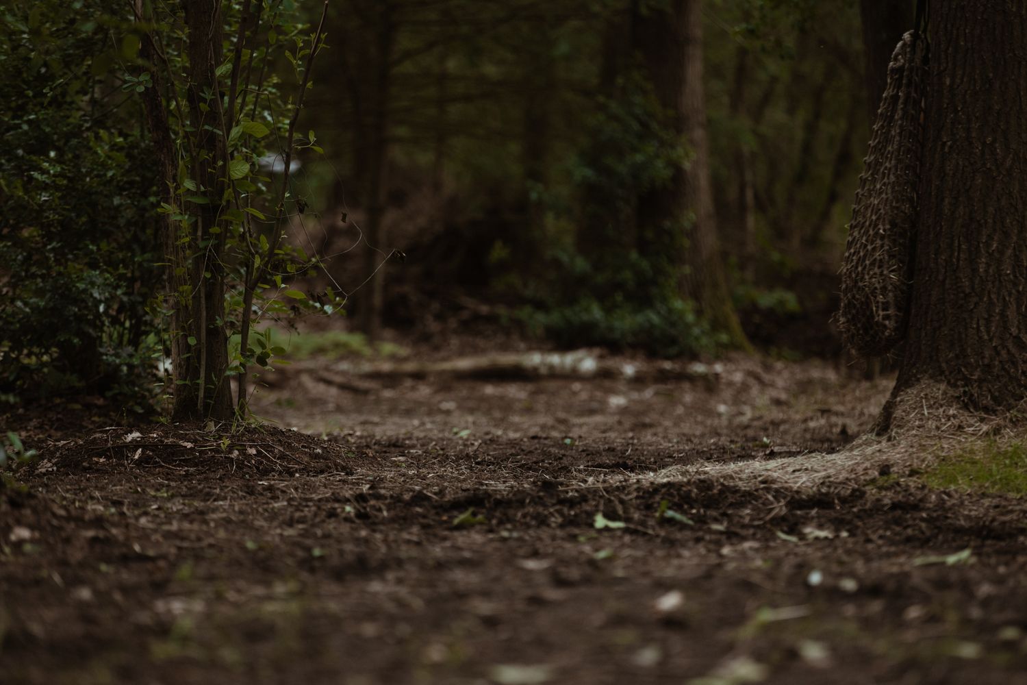 A narrow dirt woodland path winding through dark trees and shrubs.